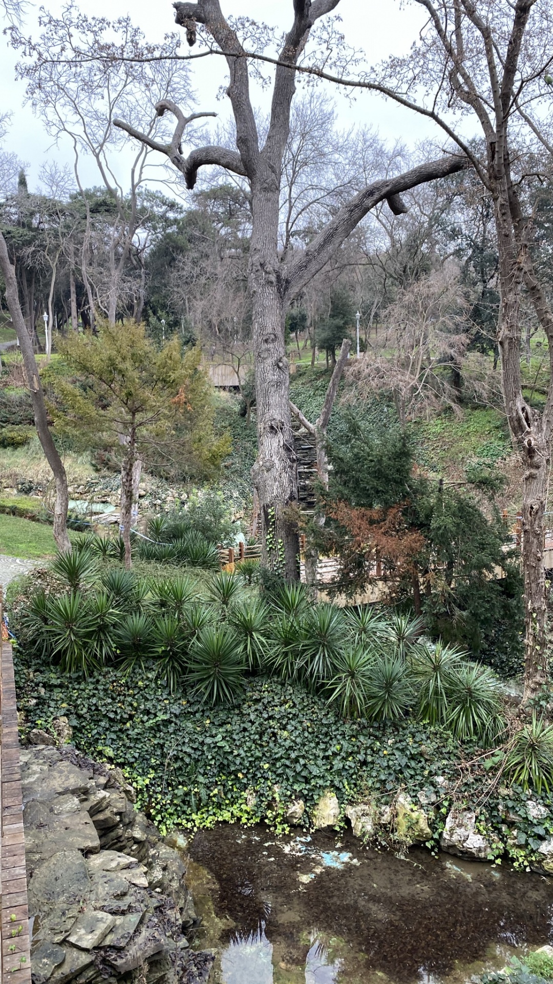 la Vegetación, el Jardín Botánico De, Agua, Paisaje Natural, la Cubierta Vegetal. Wallpaper in 1080x1920 Resolution
