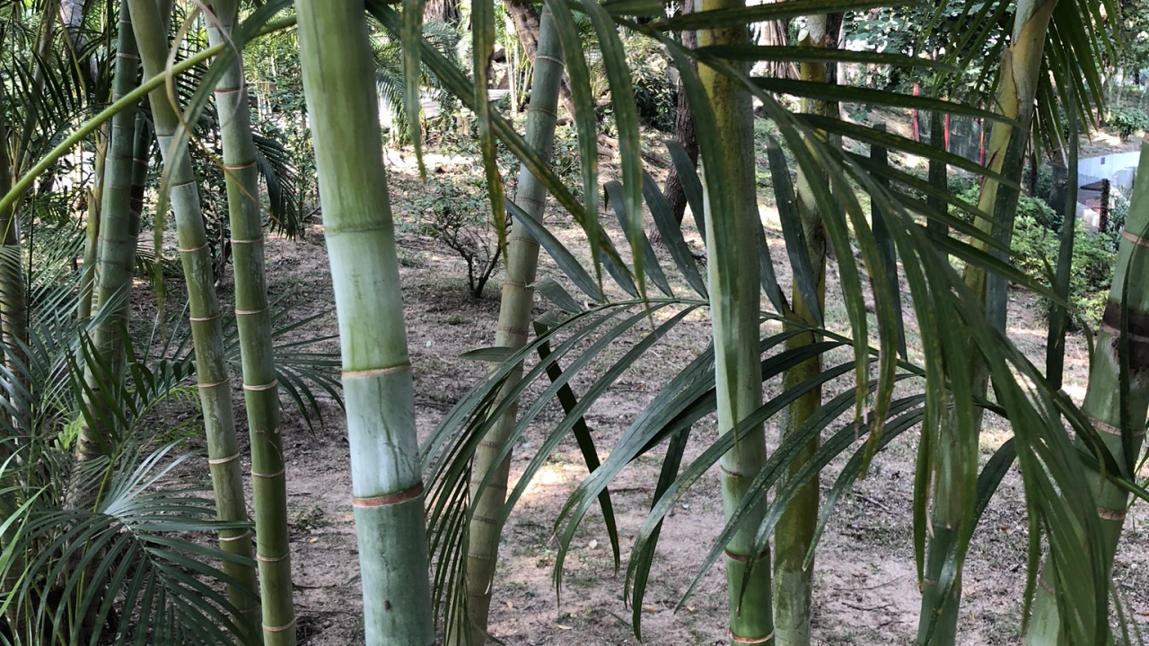 Vegetation, Plant Stem, Oil Palms, Plant Community, Botany. Wallpaper in 1280x720 Resolution