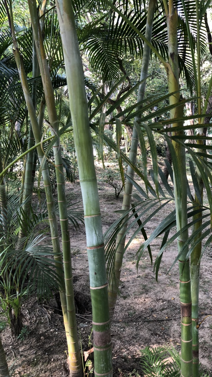 Vegetation, Plant Stem, Oil Palms, Plant Community, Botany. Wallpaper in 720x1280 Resolution