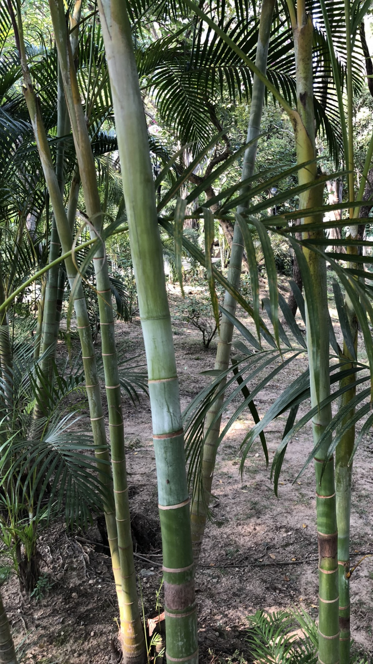 Végétation, Tige de la Plante, Palmiers à Huile, Plante de la Communauté, Botanique. Wallpaper in 750x1334 Resolution
