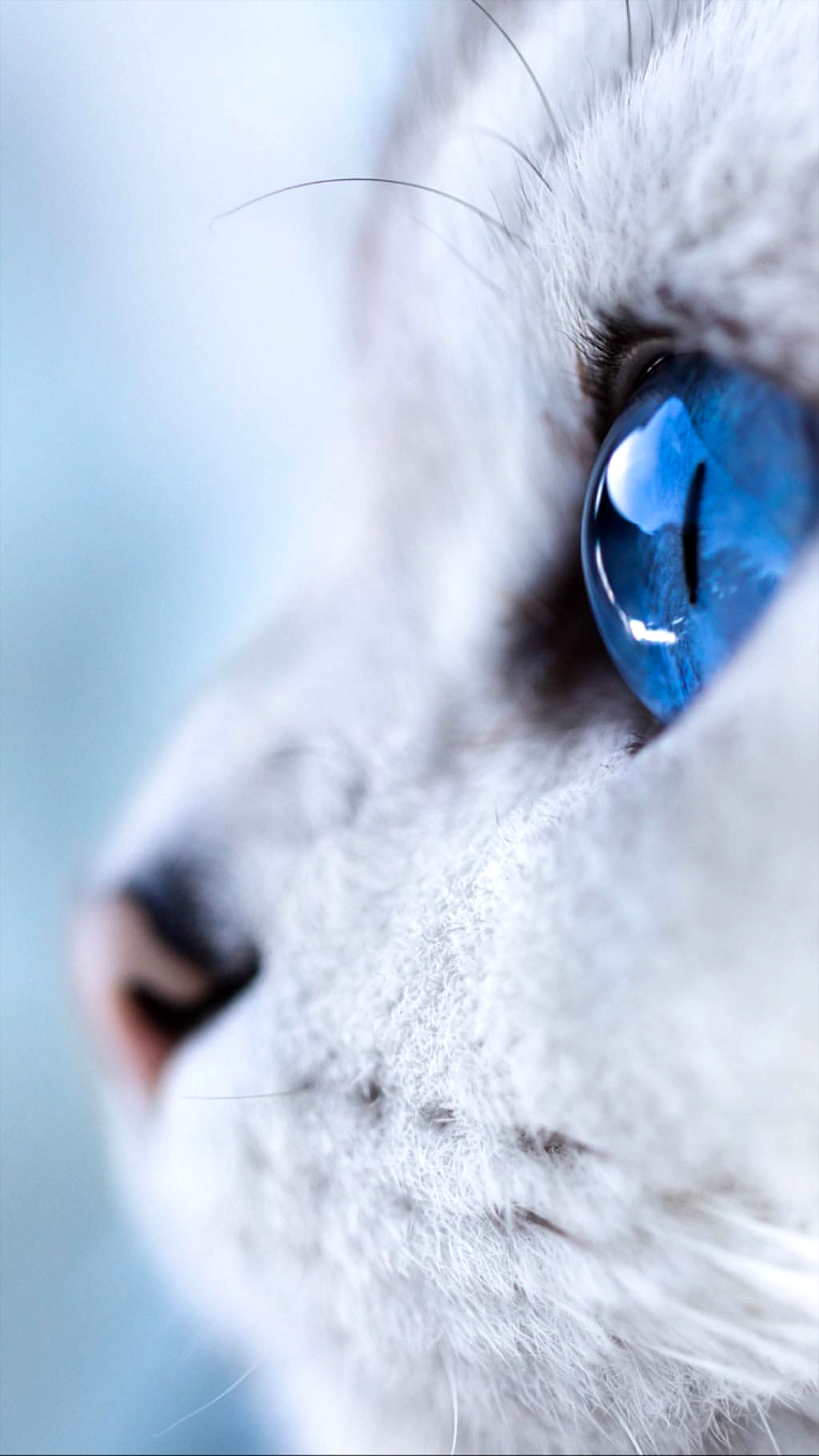 Cat, Jijel, Head, Felidae, Carnivore. Wallpaper in 1080x1920 Resolution