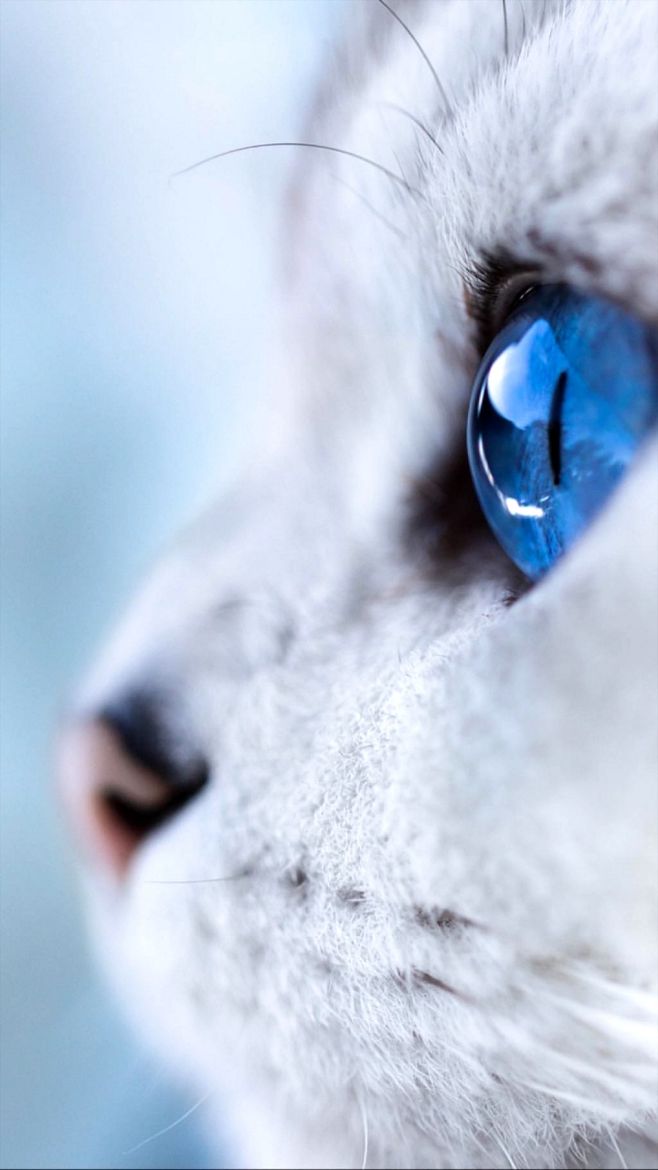 Cat, Jijel, Head, Felidae, Carnivore. Wallpaper in 720x1280 Resolution