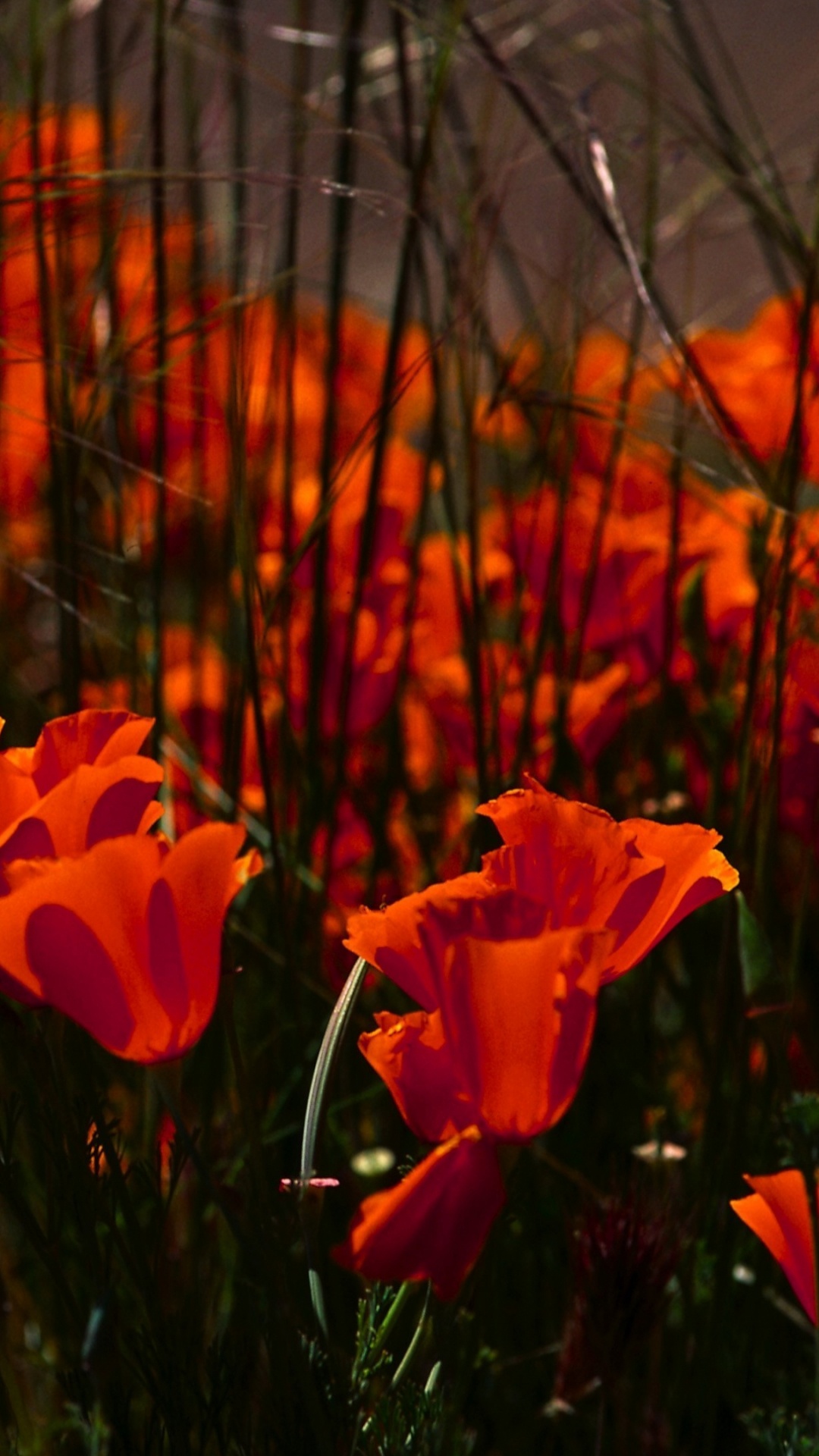 Rote Blumen in Tilt-Shift-Linse. Wallpaper in 1080x1920 Resolution