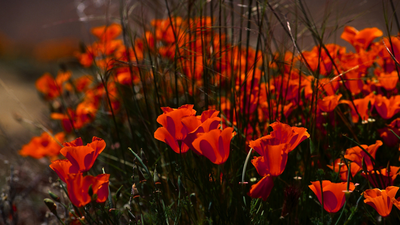 Rote Blumen in Tilt-Shift-Linse. Wallpaper in 1280x720 Resolution