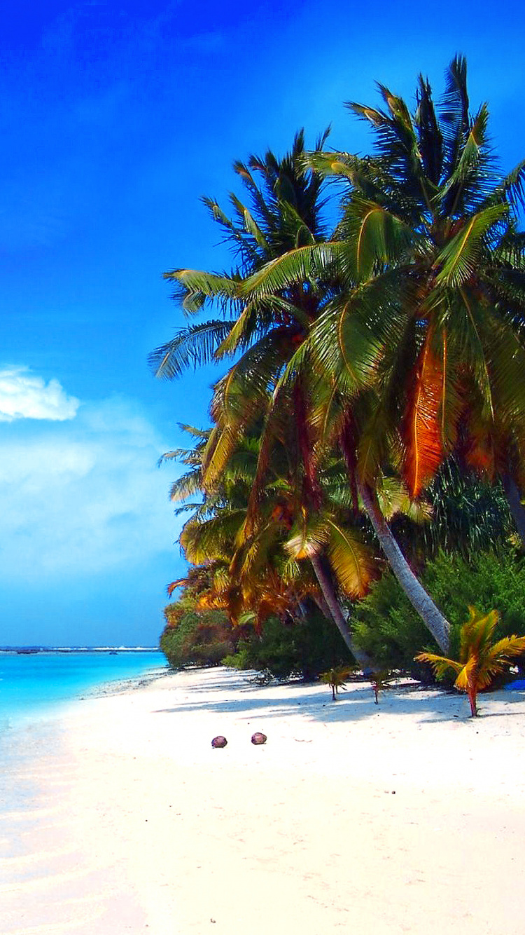 Palmeras Verdes en la Playa de Arena Blanca Durante el Día. Wallpaper in 750x1334 Resolution