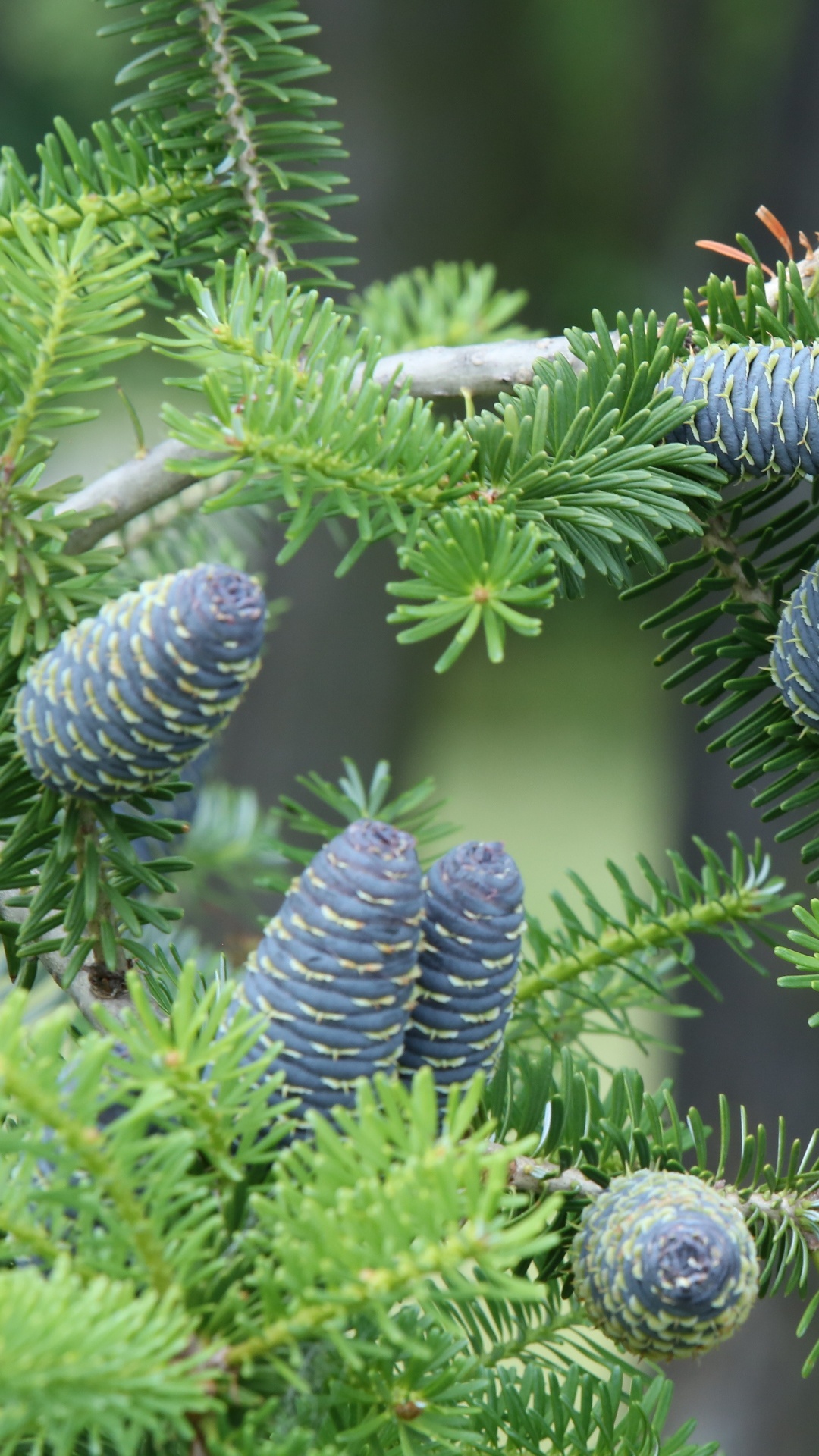 Green Pine Cone on Green Plant. Wallpaper in 1080x1920 Resolution