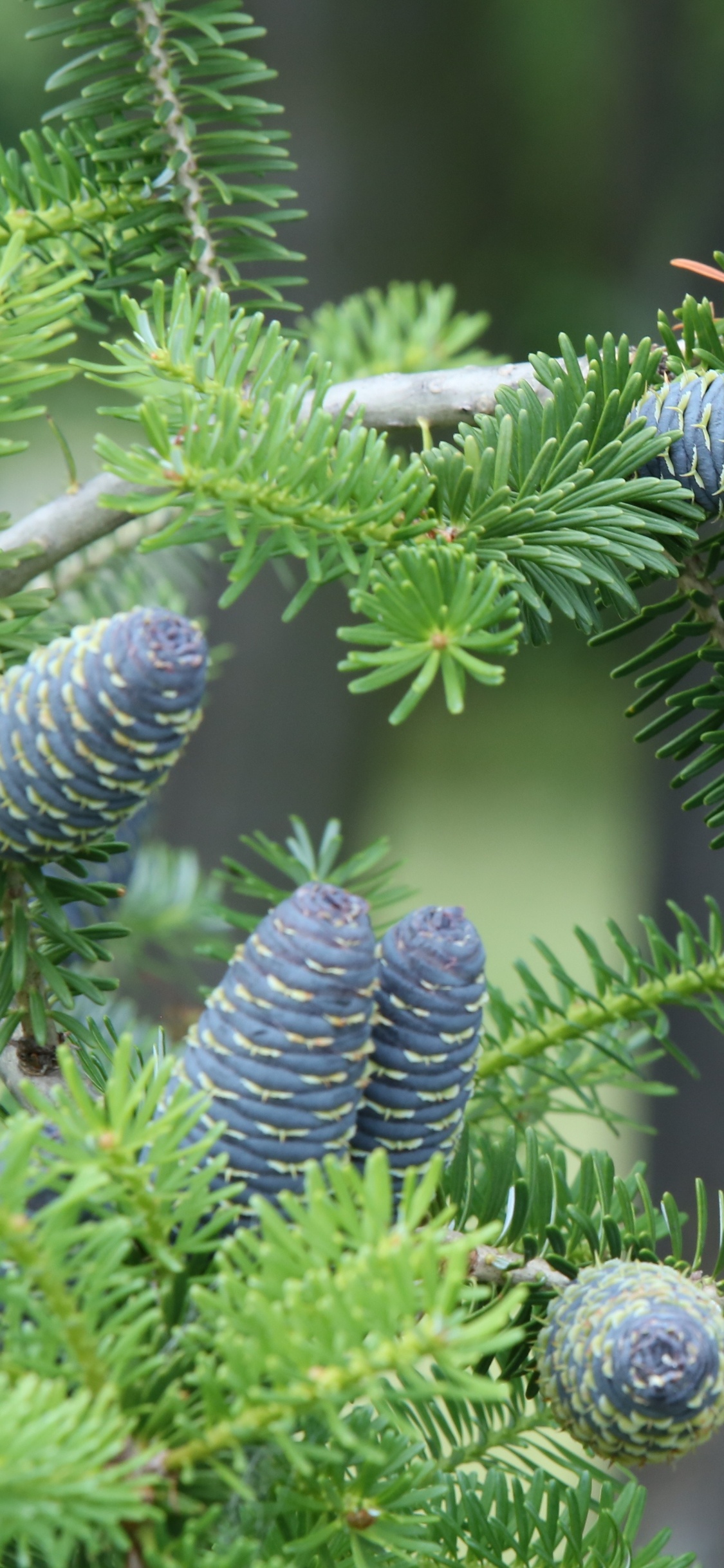 Green Pine Cone on Green Plant. Wallpaper in 1125x2436 Resolution