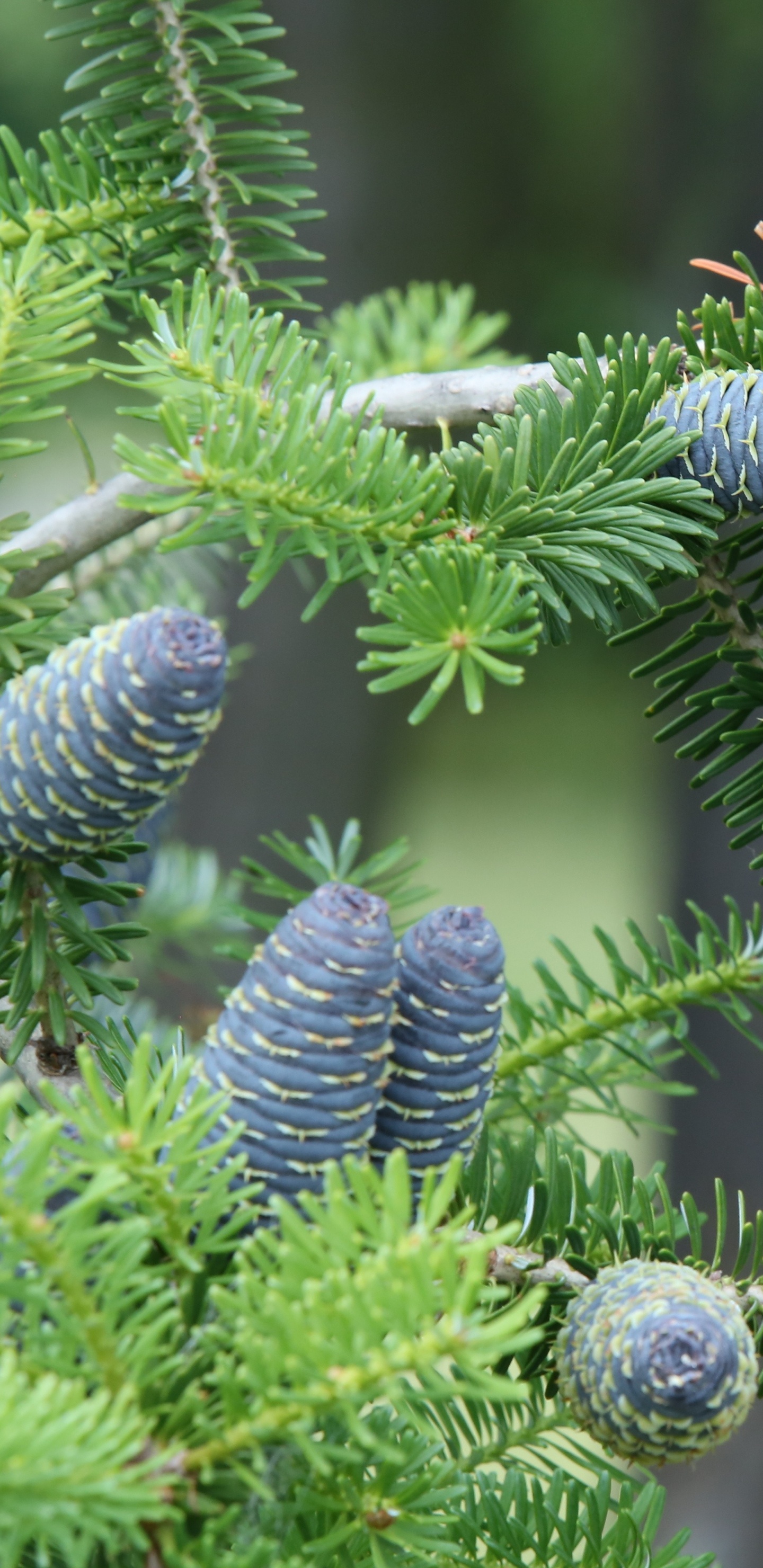 Green Pine Cone on Green Plant. Wallpaper in 1440x2960 Resolution