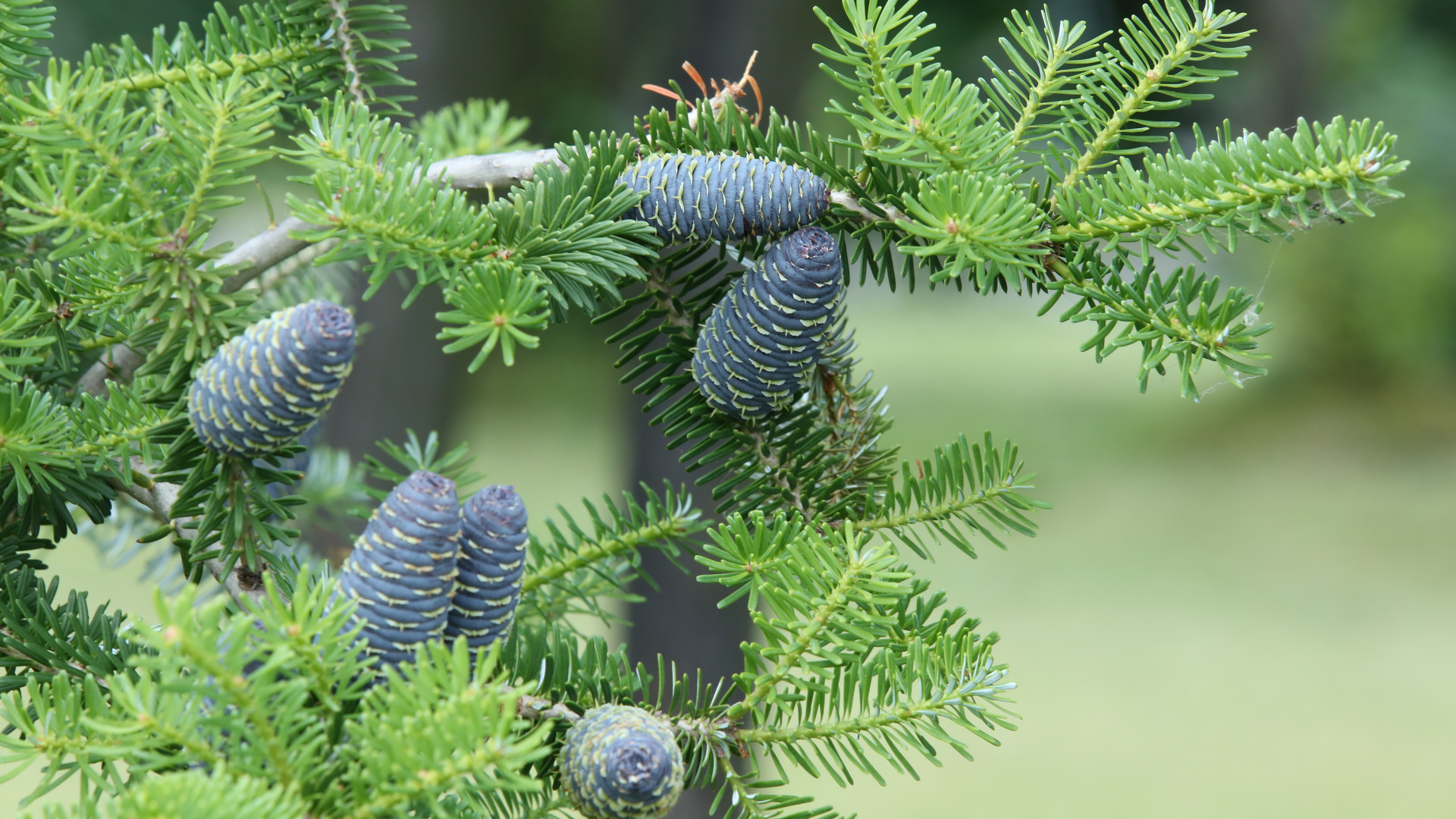 Green Pine Cone on Green Plant. Wallpaper in 1920x1080 Resolution