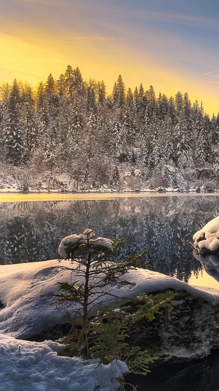 Schneebedeckte Bäume am Fluss Tagsüber During. Wallpaper in 720x1280 Resolution