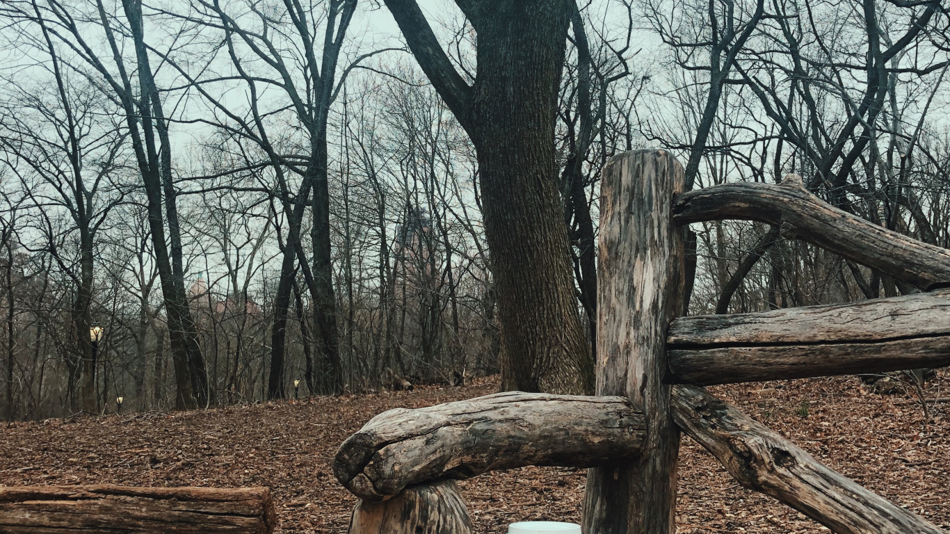 Baum, Holz, Wissenschaft, Biologie, Branch. Wallpaper in 1366x768 Resolution