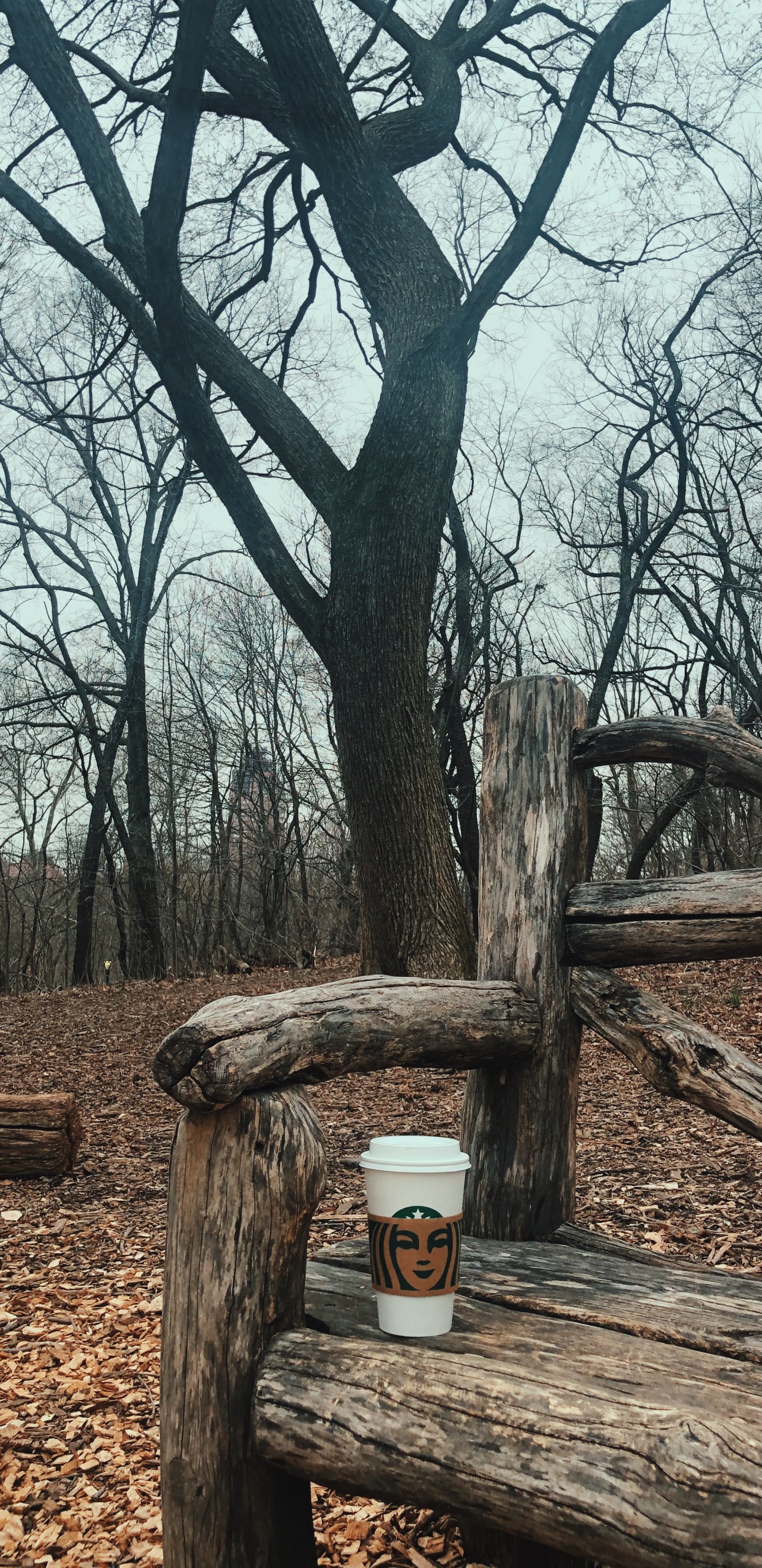 Baum, Holz, Wissenschaft, Biologie, Branch. Wallpaper in 1440x2960 Resolution