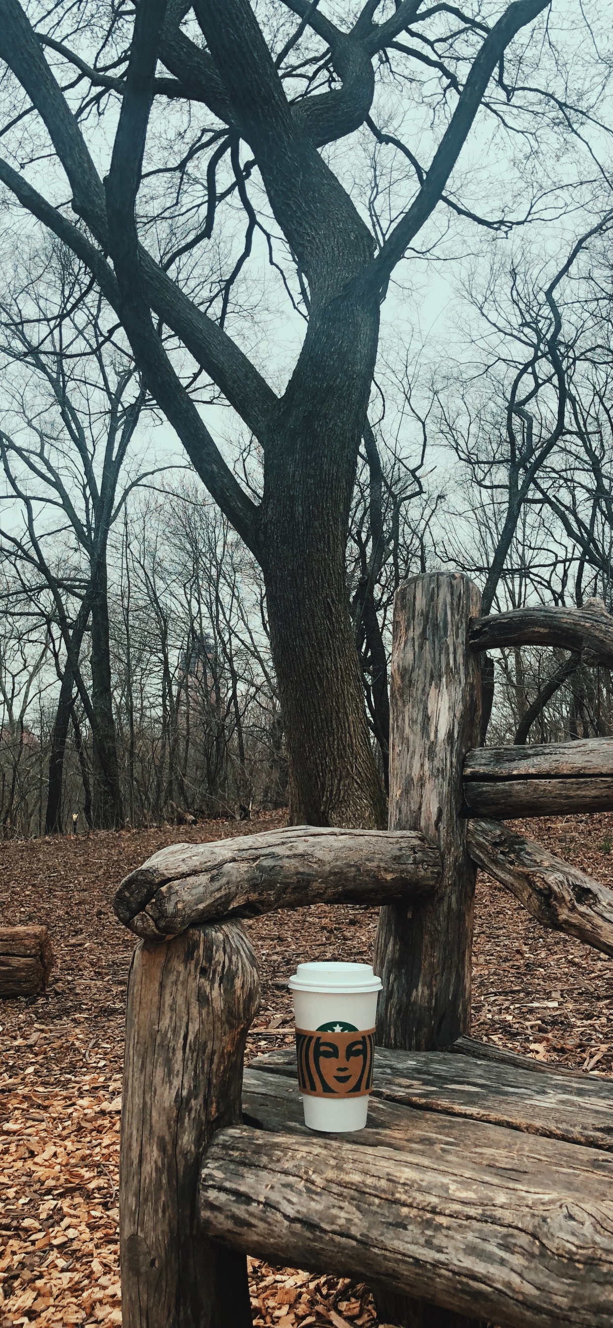 Tree, Wood, Science, Biology, Branch. Wallpaper in 1242x2688 Resolution