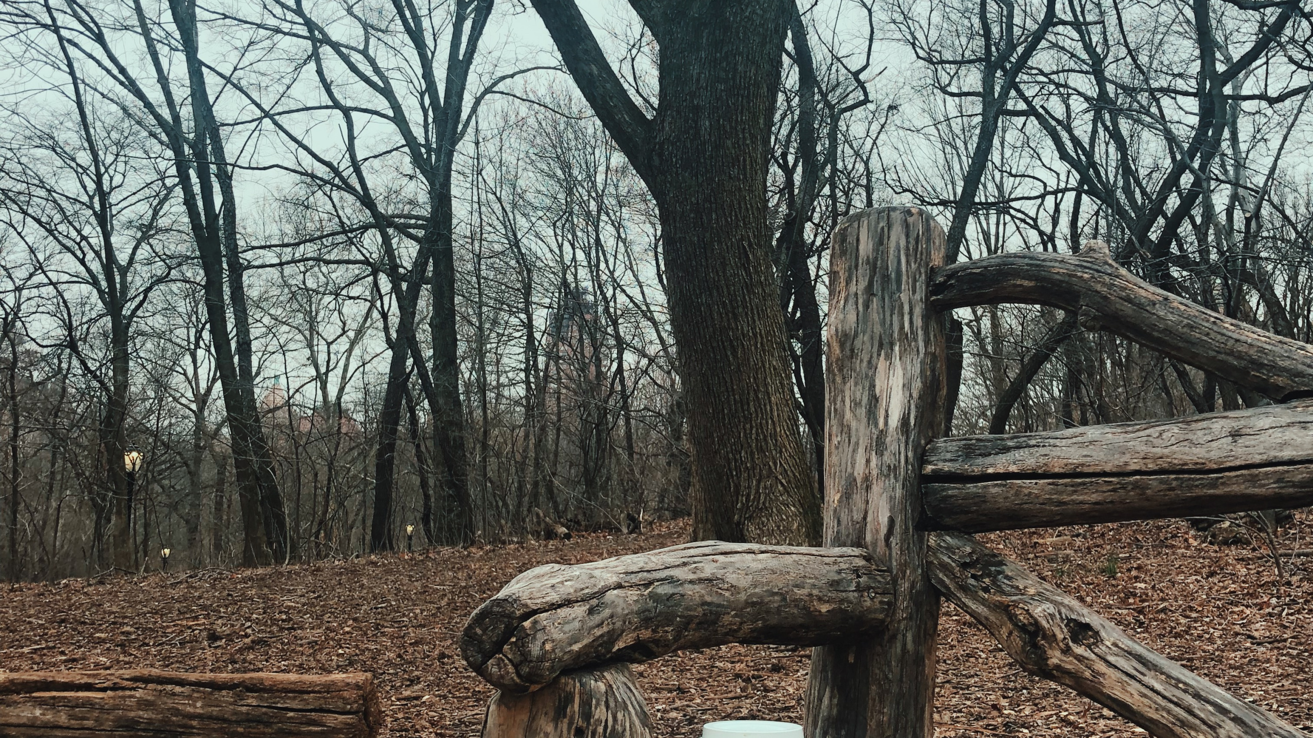Tree, Wood, Science, Biology, Branch. Wallpaper in 2560x1440 Resolution