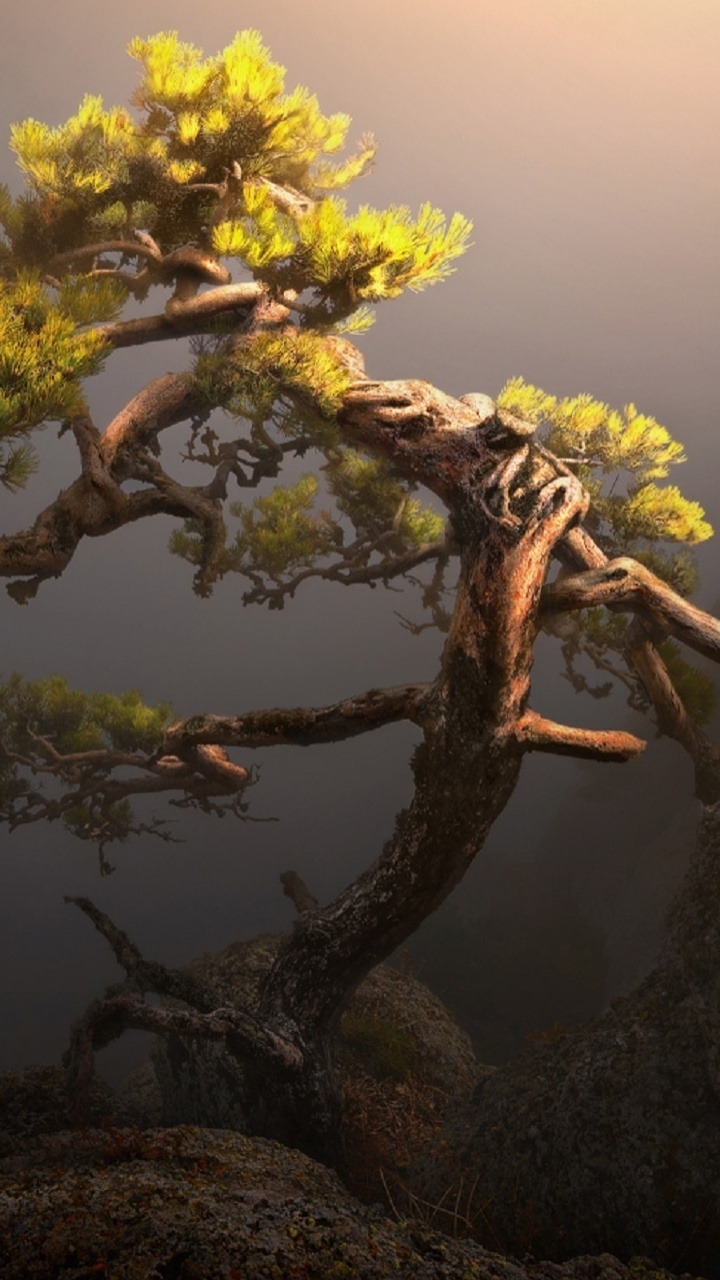 Árbol Amarillo y Verde Sobre Roca Marrón. Wallpaper in 720x1280 Resolution