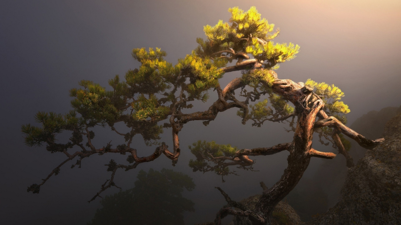 植被, 性质, 阳光, 光, 盆栽 壁纸 1280x720 允许