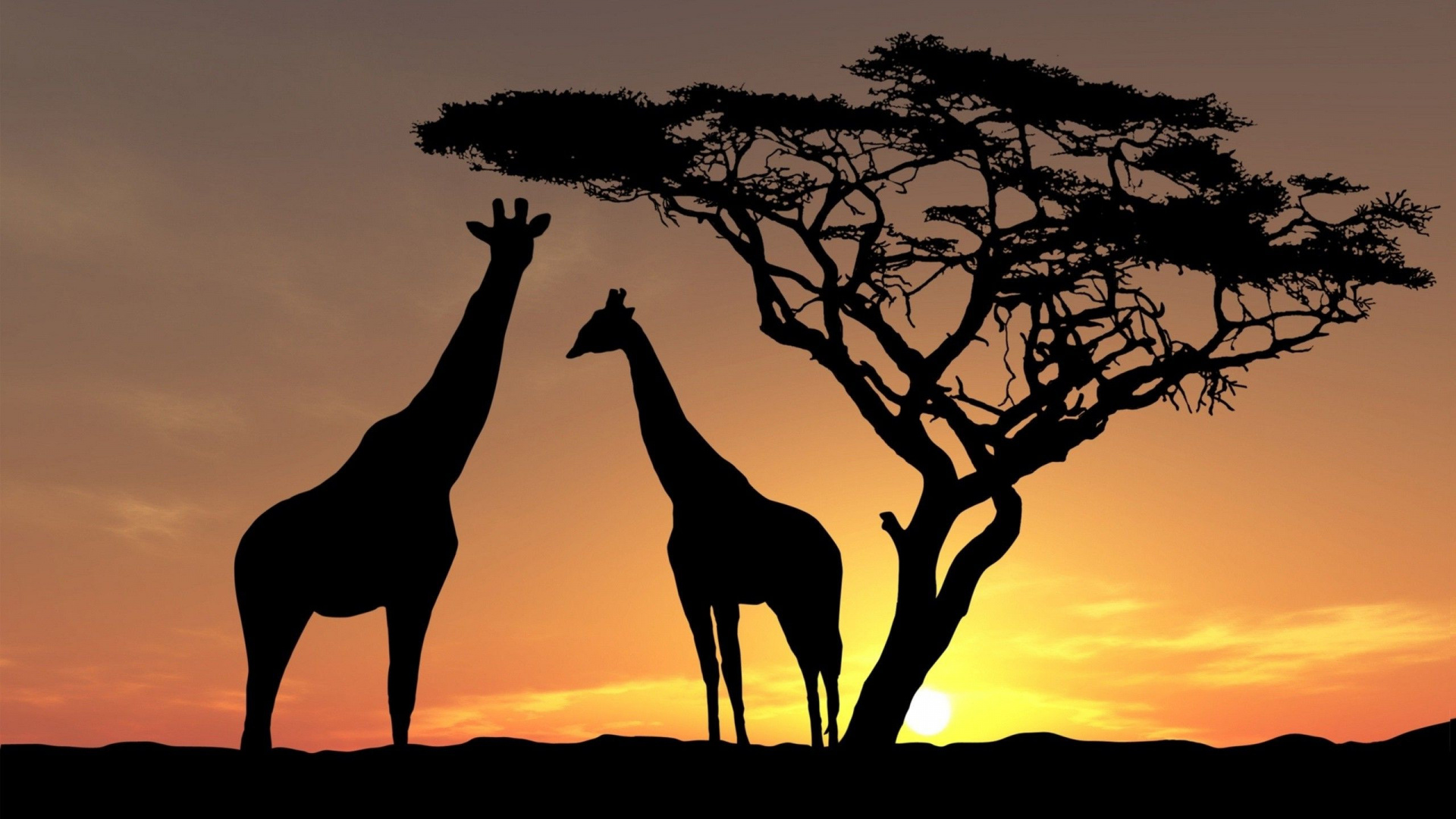 Silhouette of Giraffe and Bare Trees During Sunset. Wallpaper in 1920x1080 Resolution