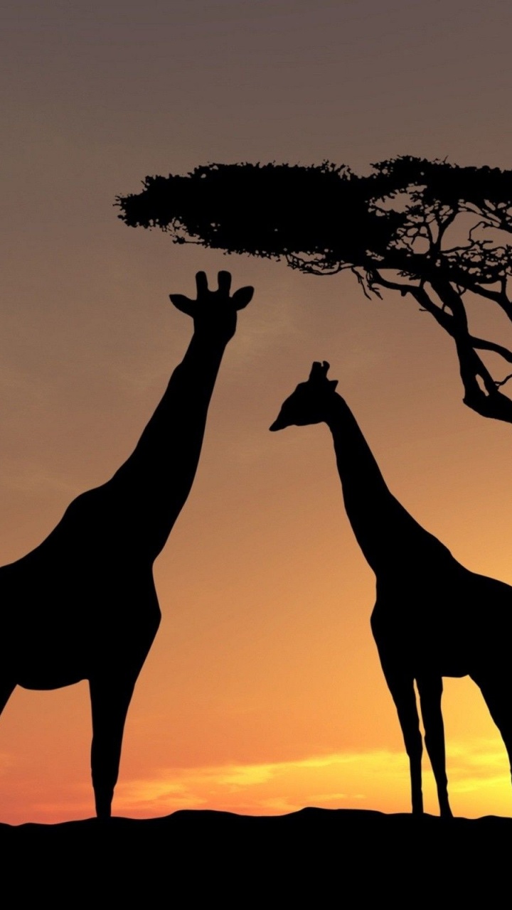 Silhouette de Girafe et D'arbres Nus Pendant le Coucher du Soleil. Wallpaper in 720x1280 Resolution