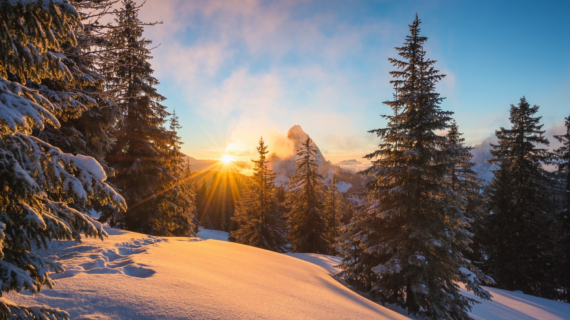 Green Pine Trees on Snow Covered Ground During Daytime. Wallpaper in 1920x1080 Resolution