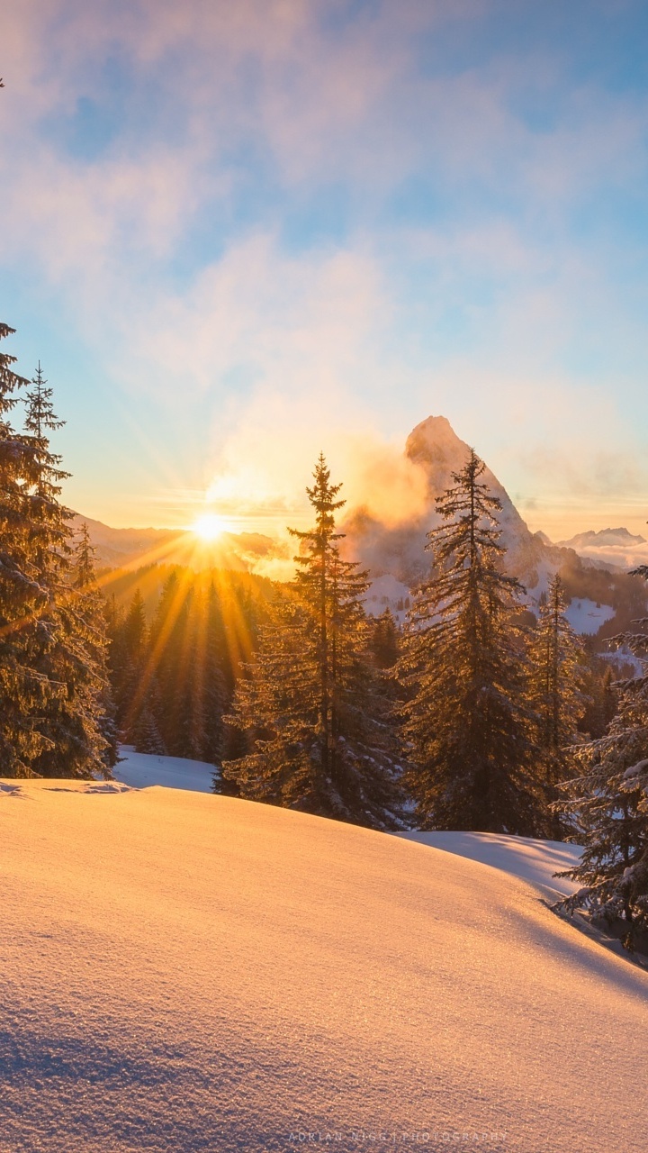 Green Pine Trees on Snow Covered Ground During Daytime. Wallpaper in 720x1280 Resolution