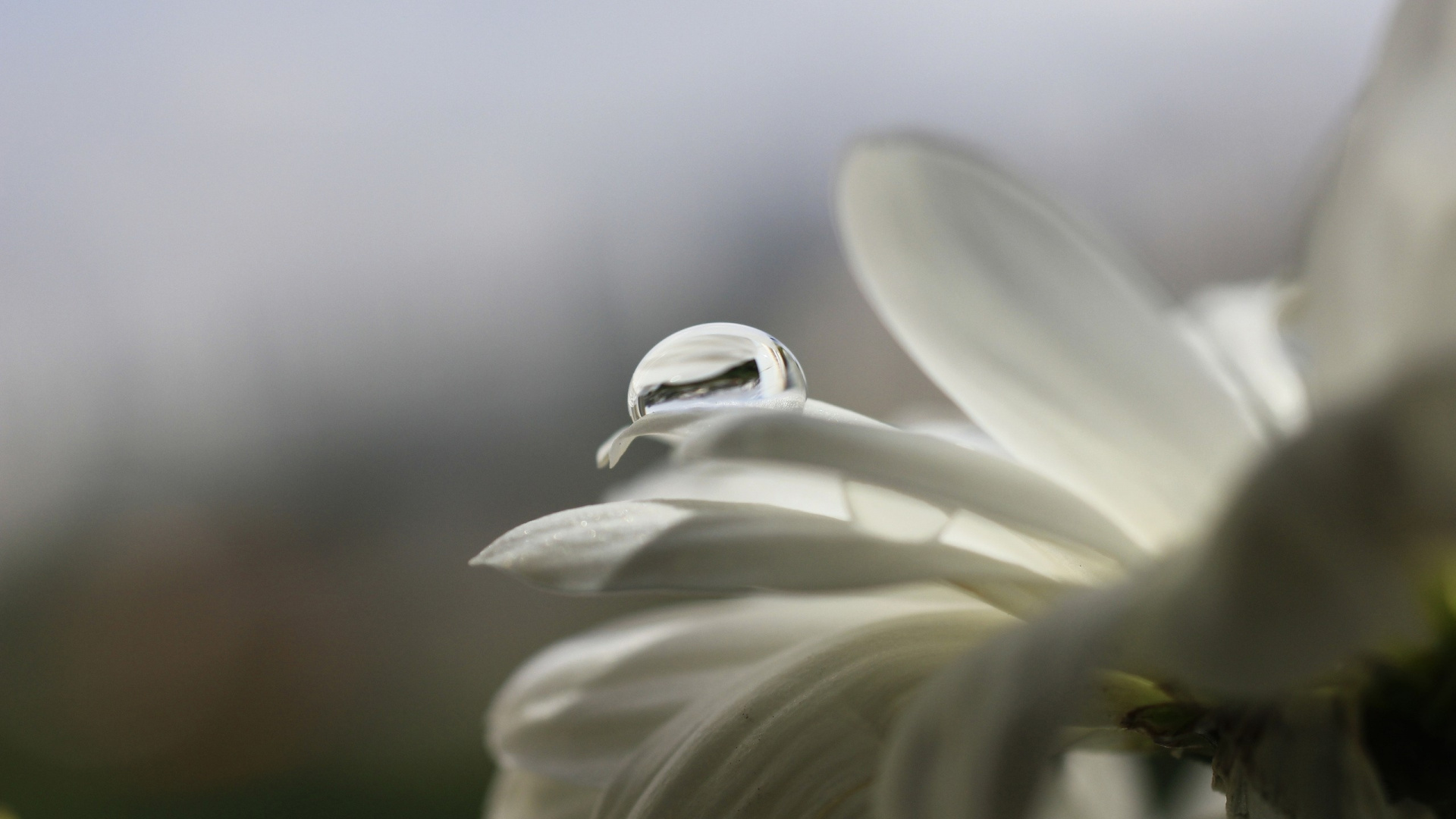 Fleur Blanche en Objectif Macro. Wallpaper in 1920x1080 Resolution