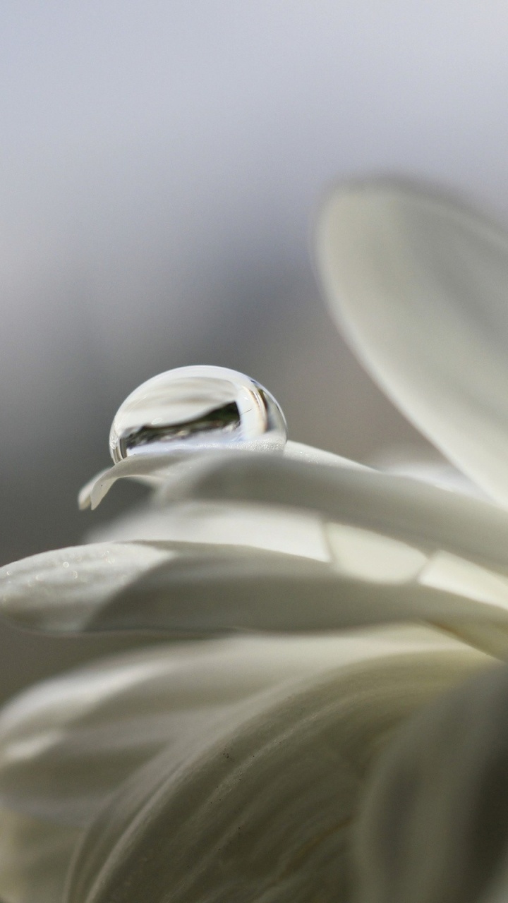 Fleur Blanche en Objectif Macro. Wallpaper in 720x1280 Resolution