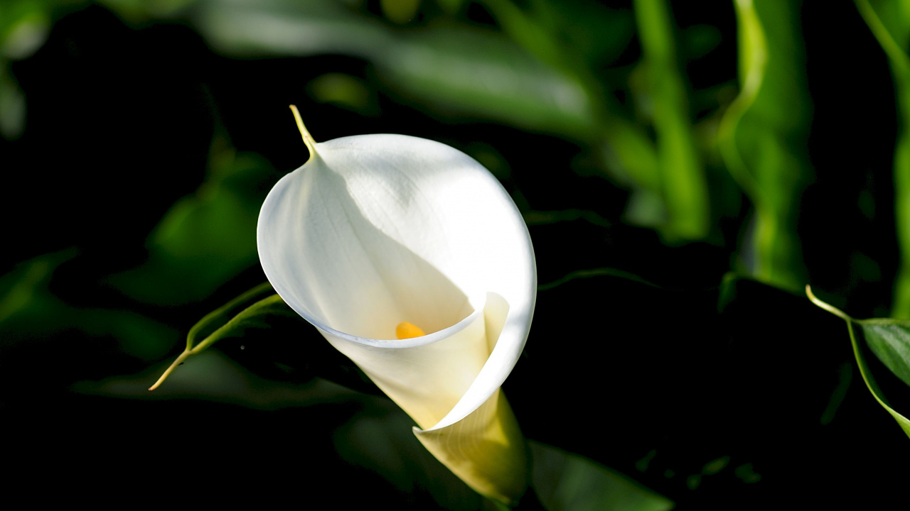 White Flower Bud in Close up Photography. Wallpaper in 1280x720 Resolution