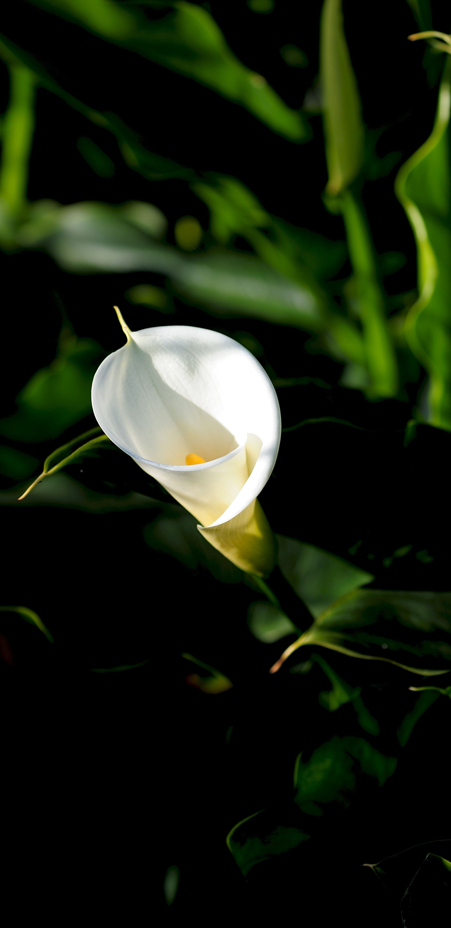 White Flower Bud in Close up Photography. Wallpaper in 1440x2960 Resolution
