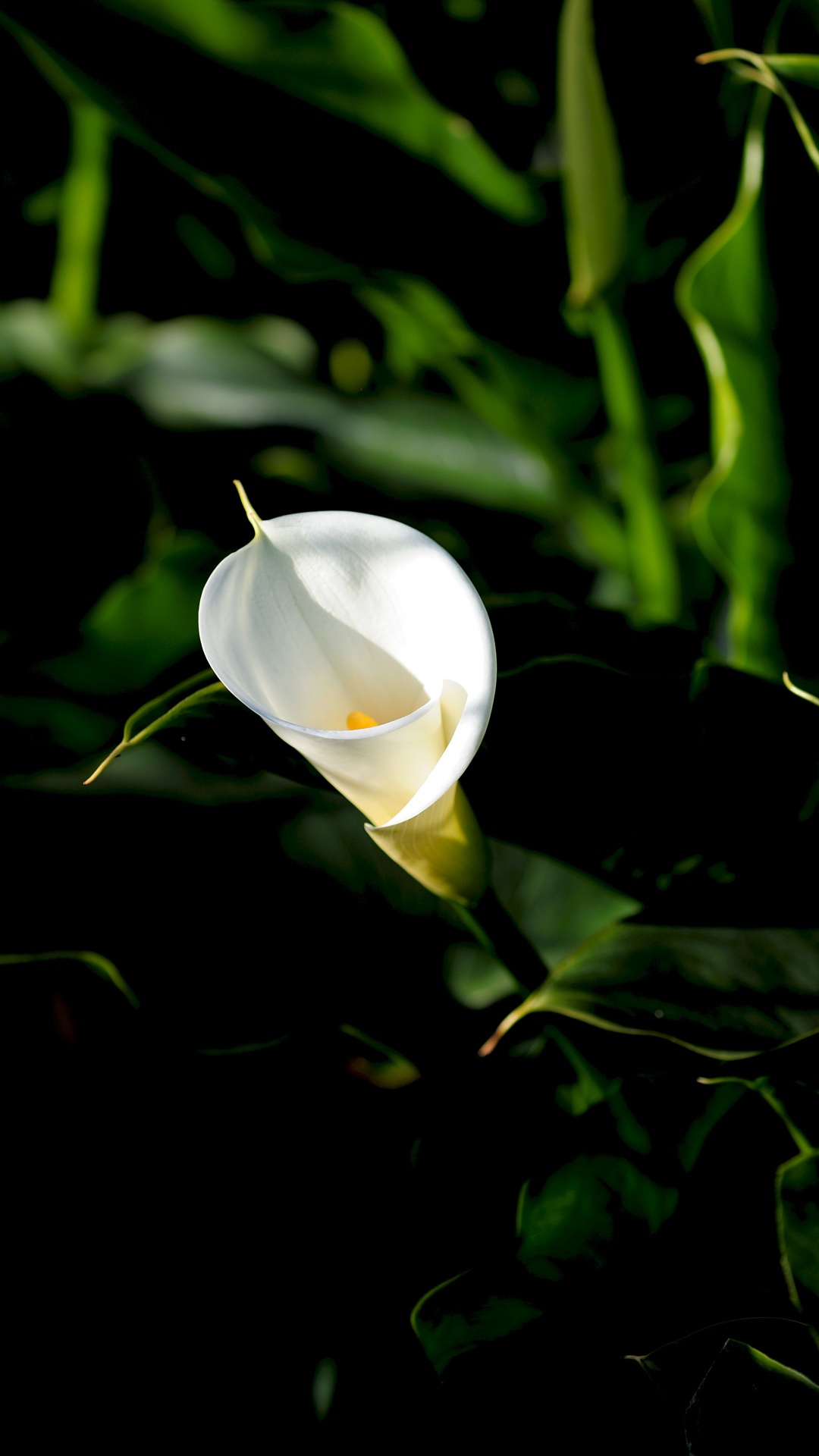 Capullo de Flor Blanca en Fotografía de Cerca. Wallpaper in 1080x1920 Resolution