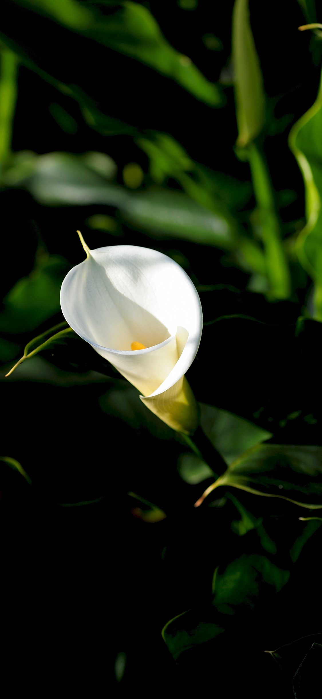 Capullo de Flor Blanca en Fotografía de Cerca. Wallpaper in 1125x2436 Resolution
