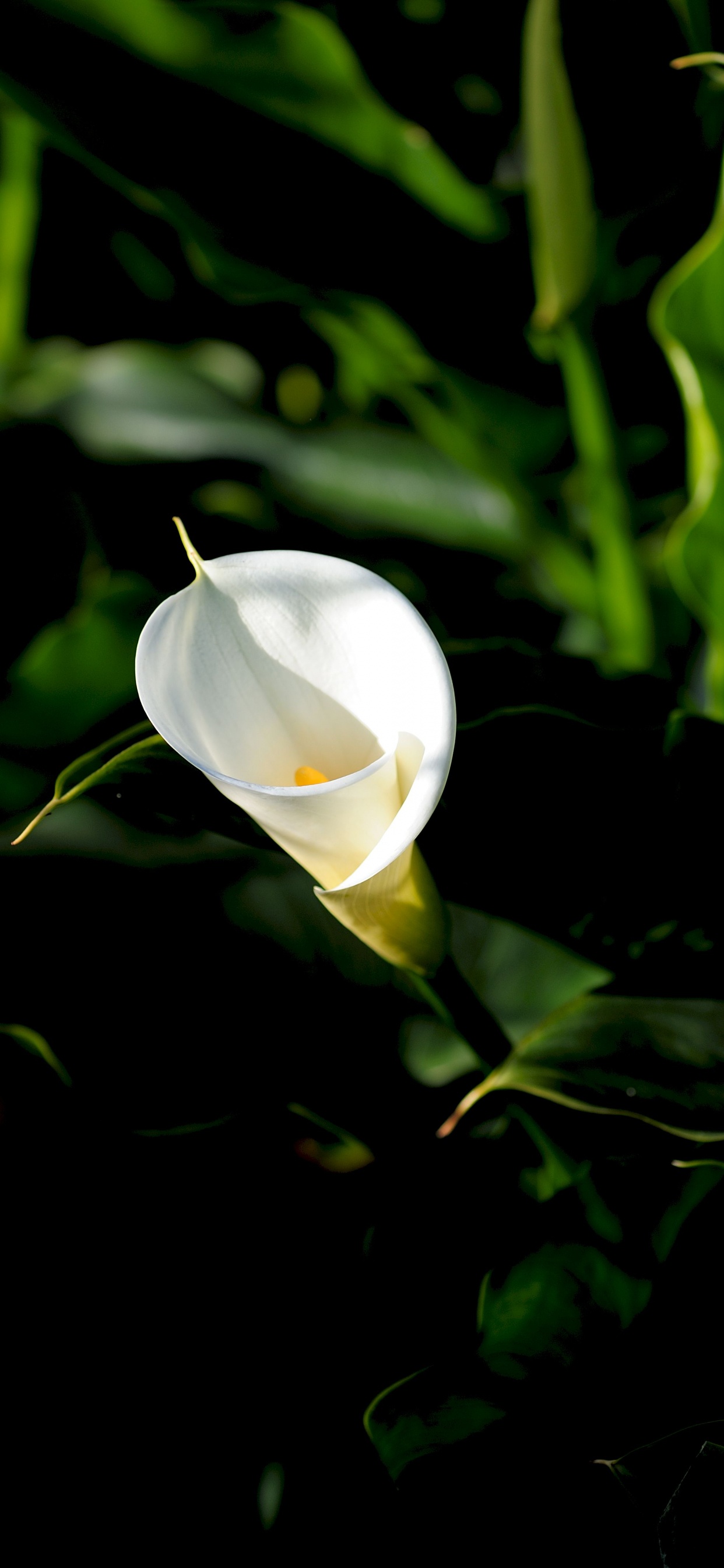Capullo de Flor Blanca en Fotografía de Cerca. Wallpaper in 1242x2688 Resolution