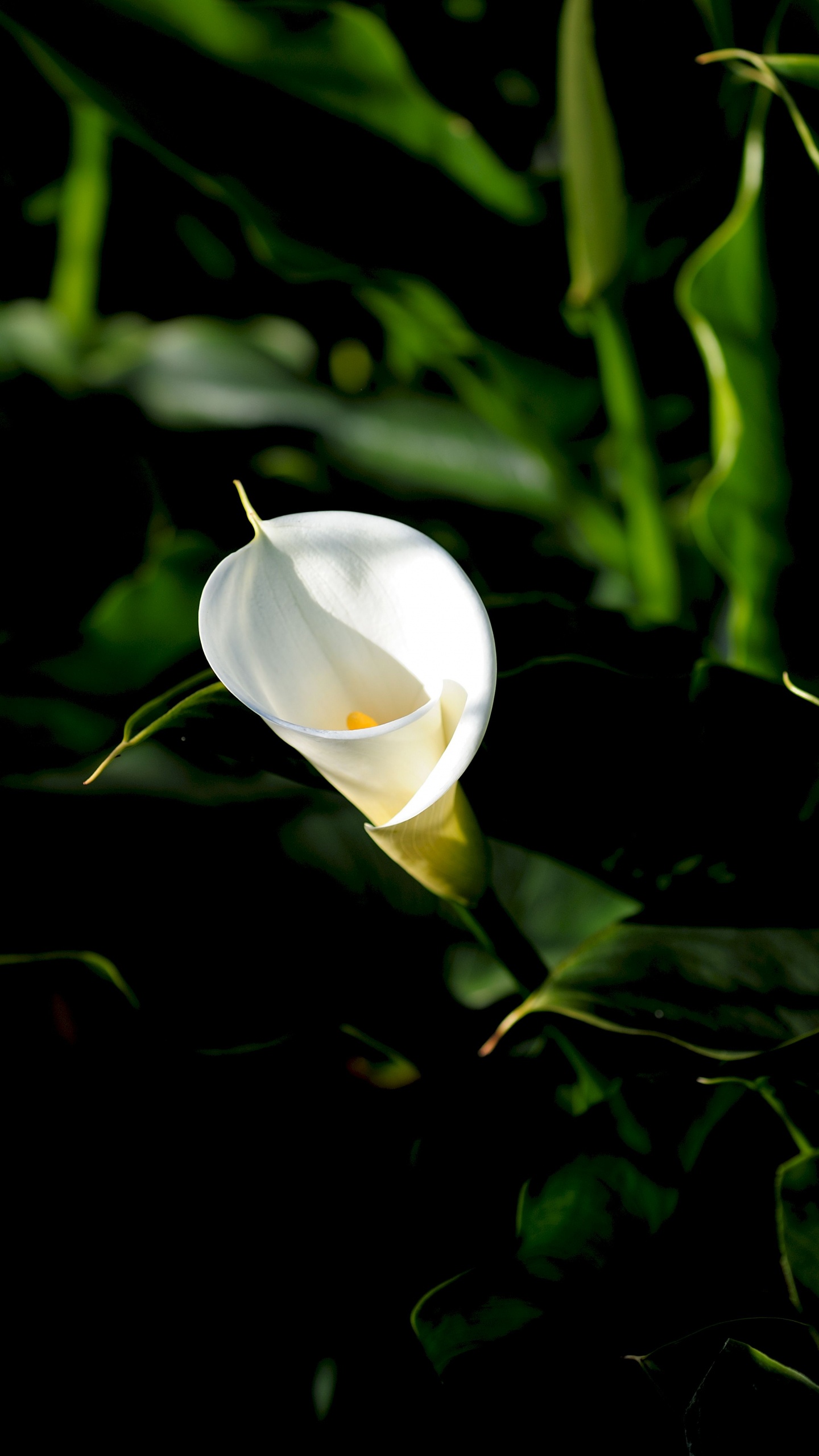 Capullo de Flor Blanca en Fotografía de Cerca. Wallpaper in 1440x2560 Resolution