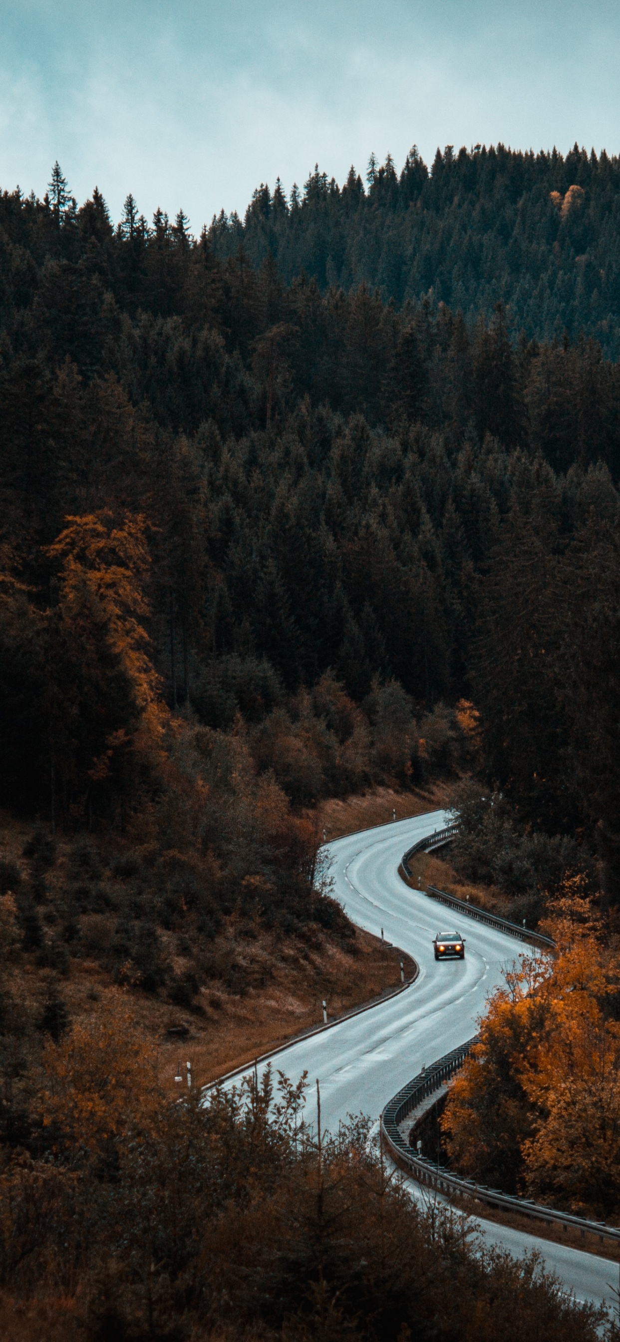 Camino en Medio de Arboles. Wallpaper in 1242x2688 Resolution