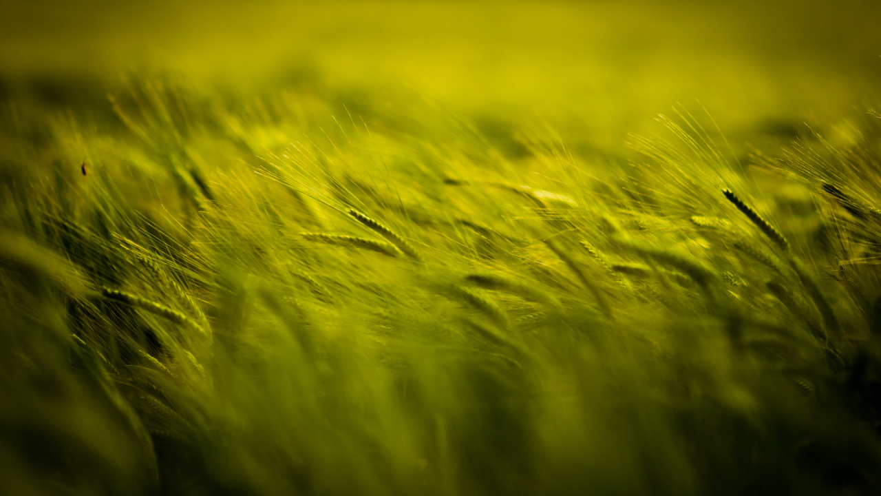 Green Grass in Close up Photography. Wallpaper in 1280x720 Resolution