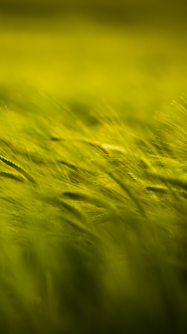 Grünes Gras in Nahaufnahmen. Wallpaper in 720x1280 Resolution