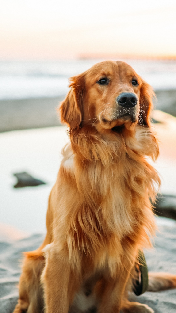 Golden Retriever, Labrador, Caniche, Retriever, Abrigo de Perro. Wallpaper in 750x1334 Resolution