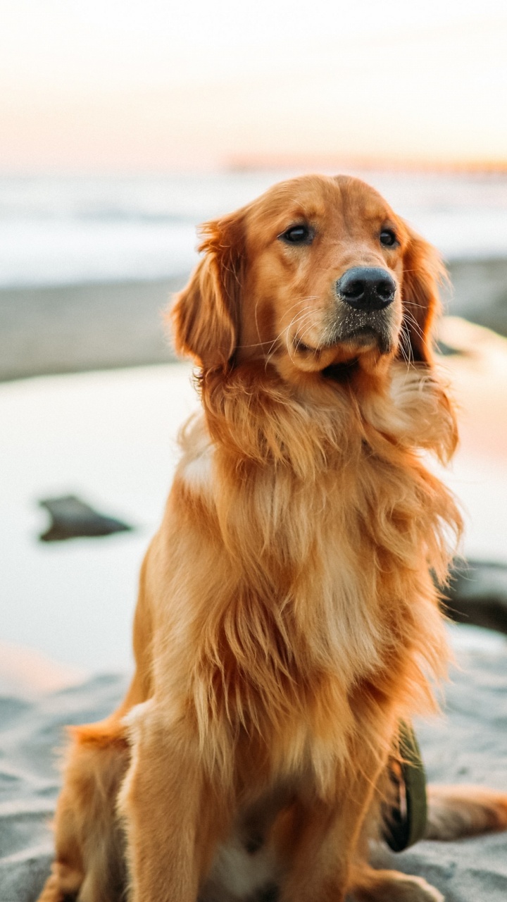 Golden Retriever, Labrador Retriever, Poodle, Retriever, Dog Coat. Wallpaper in 720x1280 Resolution