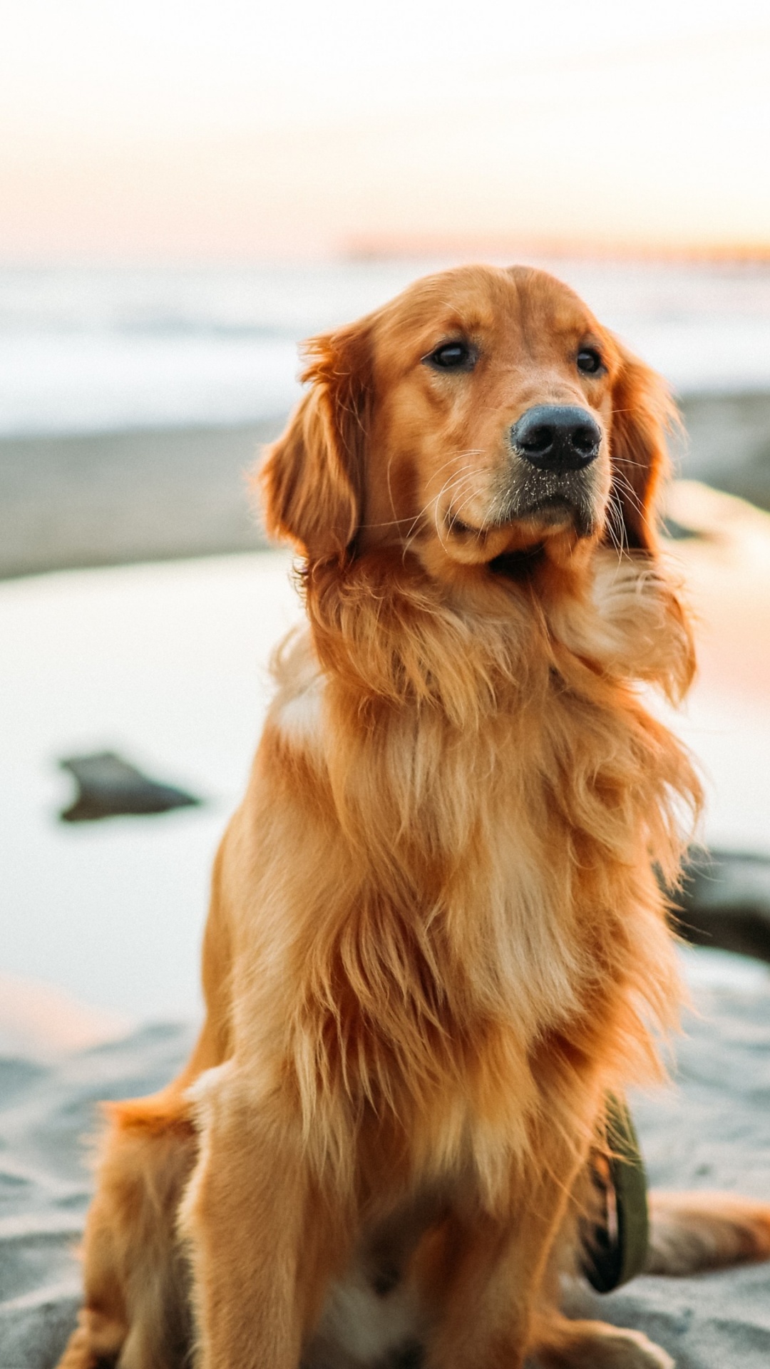 Golden Retriever, le Labrador Retriever, Caniche, Retriever, Manteau de Chien. Wallpaper in 1080x1920 Resolution