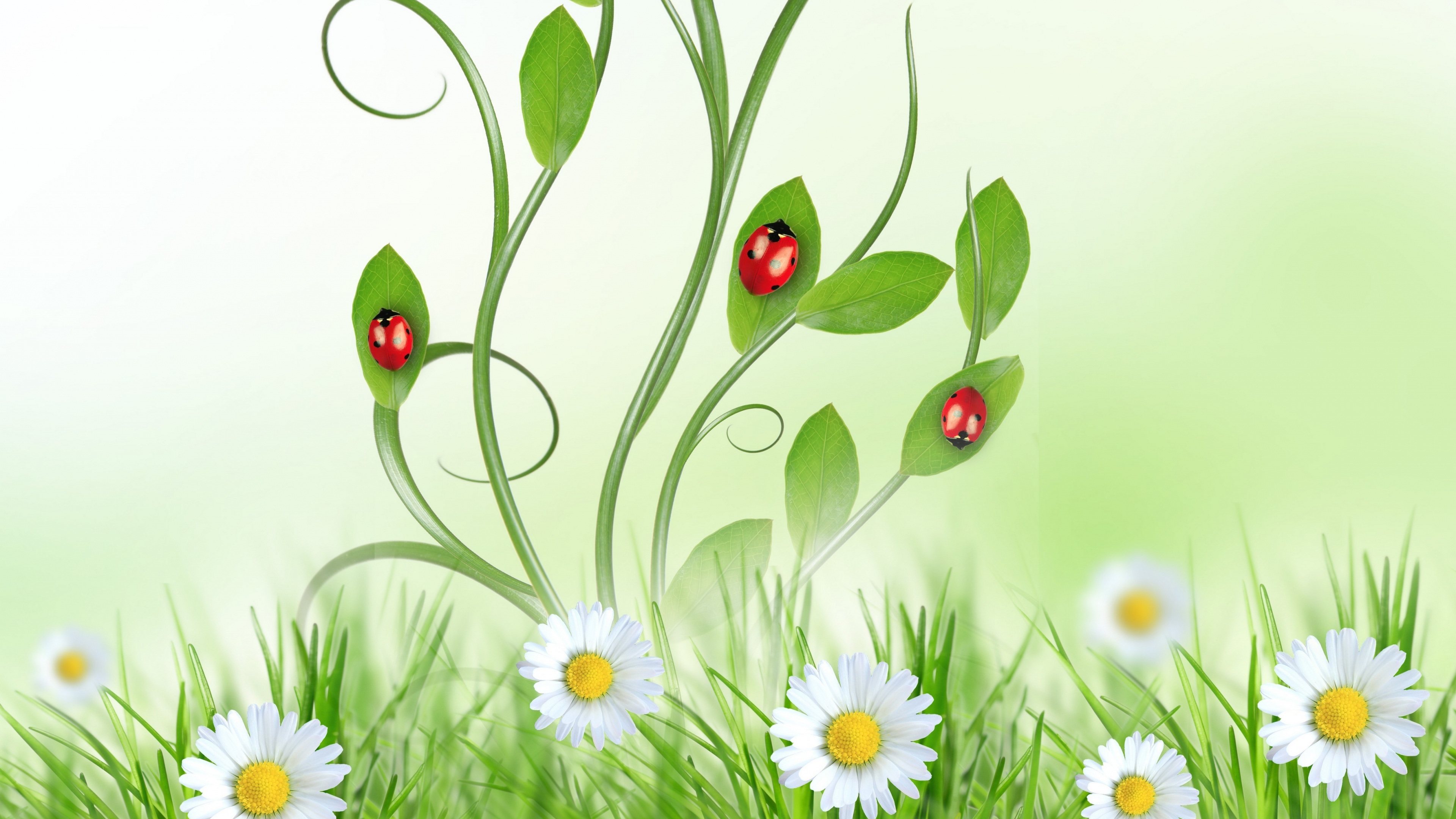 Telefon, Huawei y6 2019, Botanik, Menschen in Der Natur, Blütenblatt. Wallpaper in 3840x2160 Resolution