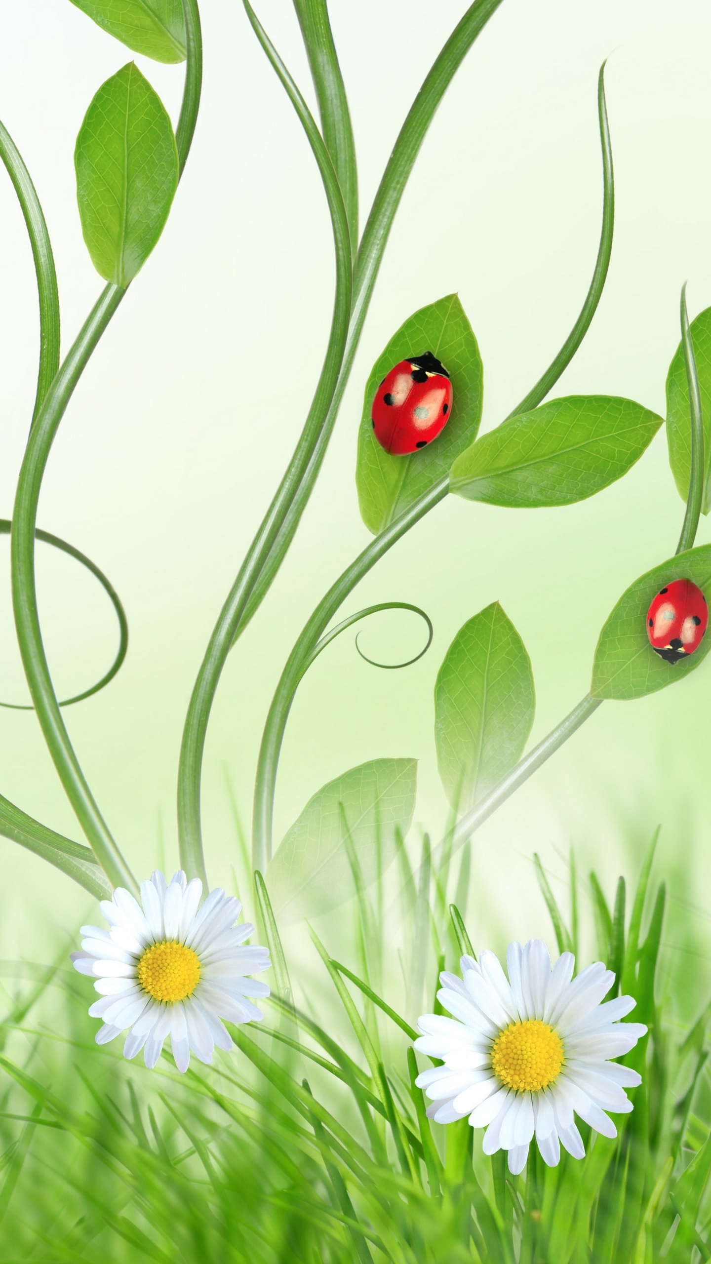 Téléphone, Huawei y6 2019, Botanique, Les Gens Dans la Nature, Pétale. Wallpaper in 1440x2560 Resolution