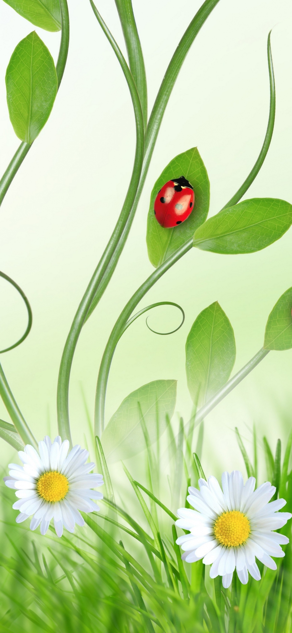 Telephone, Huawei y6 2019, Flower, Plant, Botany. Wallpaper in 1125x2436 Resolution