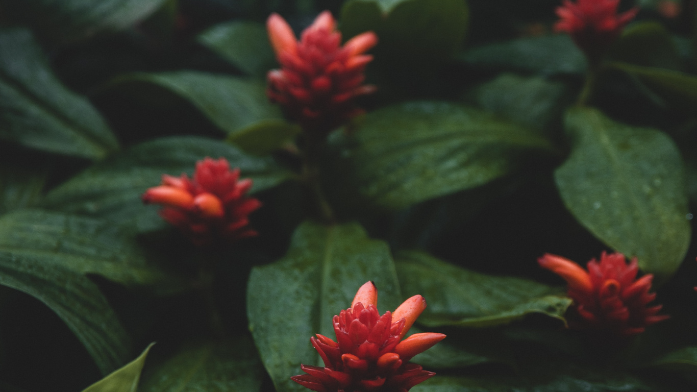 Fleur Rouge Avec Des Feuilles Vertes. Wallpaper in 1366x768 Resolution