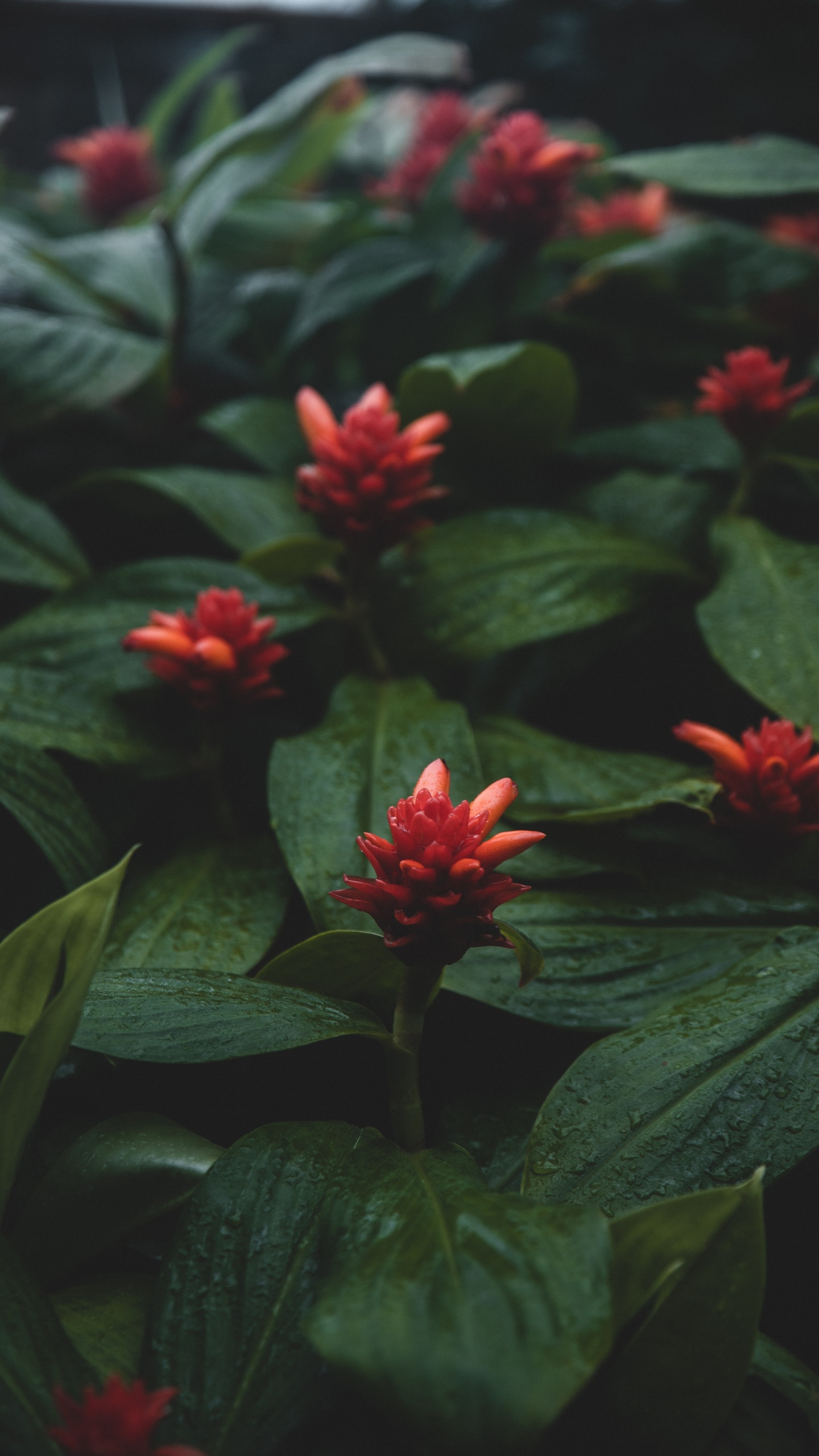 Fleur Rouge Avec Des Feuilles Vertes. Wallpaper in 1440x2560 Resolution