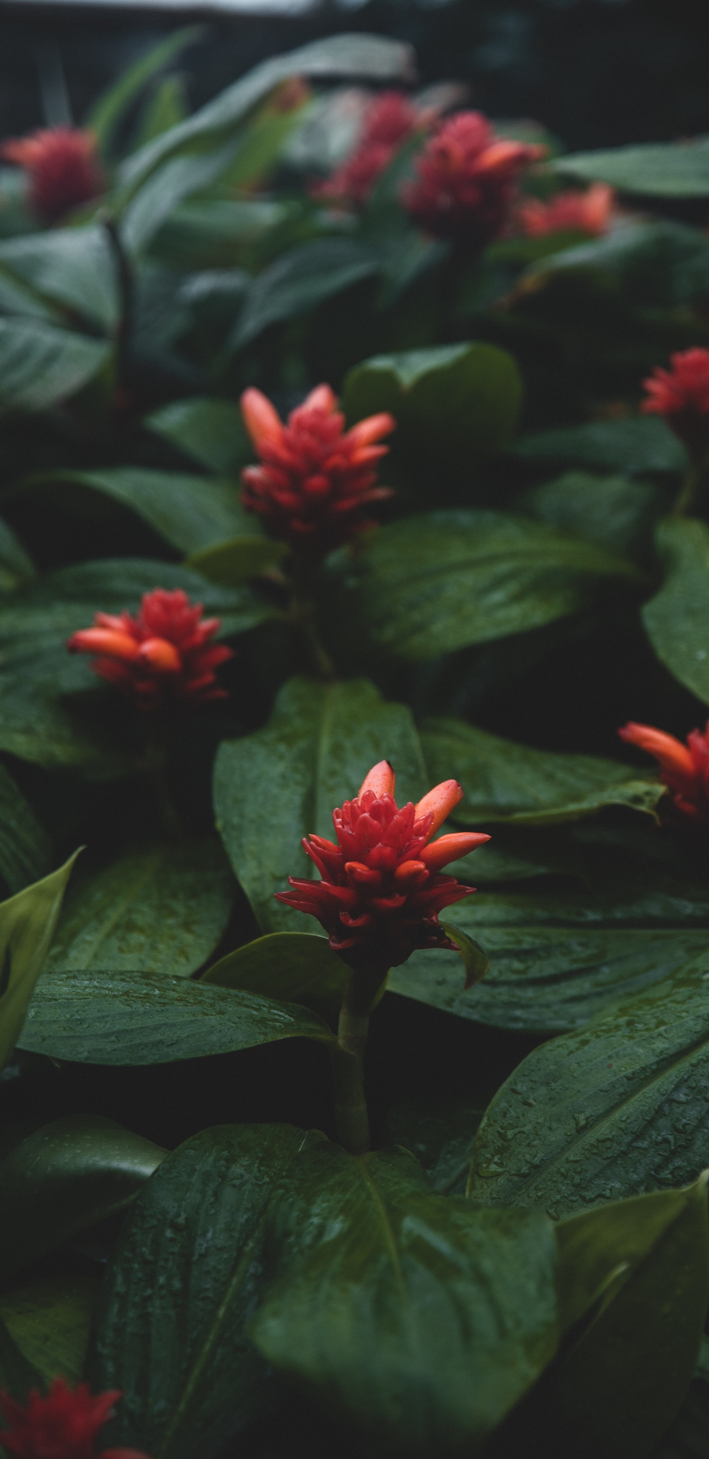 Fleur Rouge Avec Des Feuilles Vertes. Wallpaper in 1440x2960 Resolution