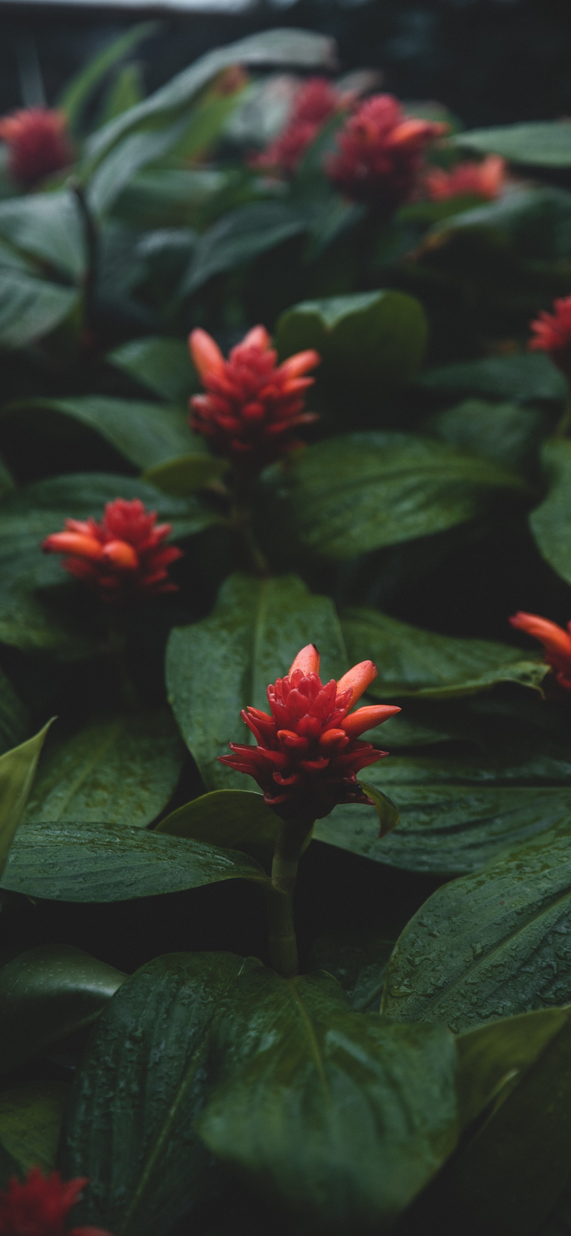 Flor Roja Con Hojas Verdes. Wallpaper in 1125x2436 Resolution