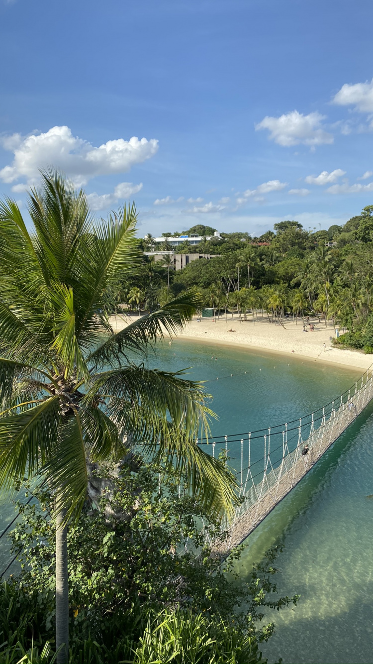 Vegetation, Palm Trees, Water, Biology, Body of Water. Wallpaper in 750x1334 Resolution