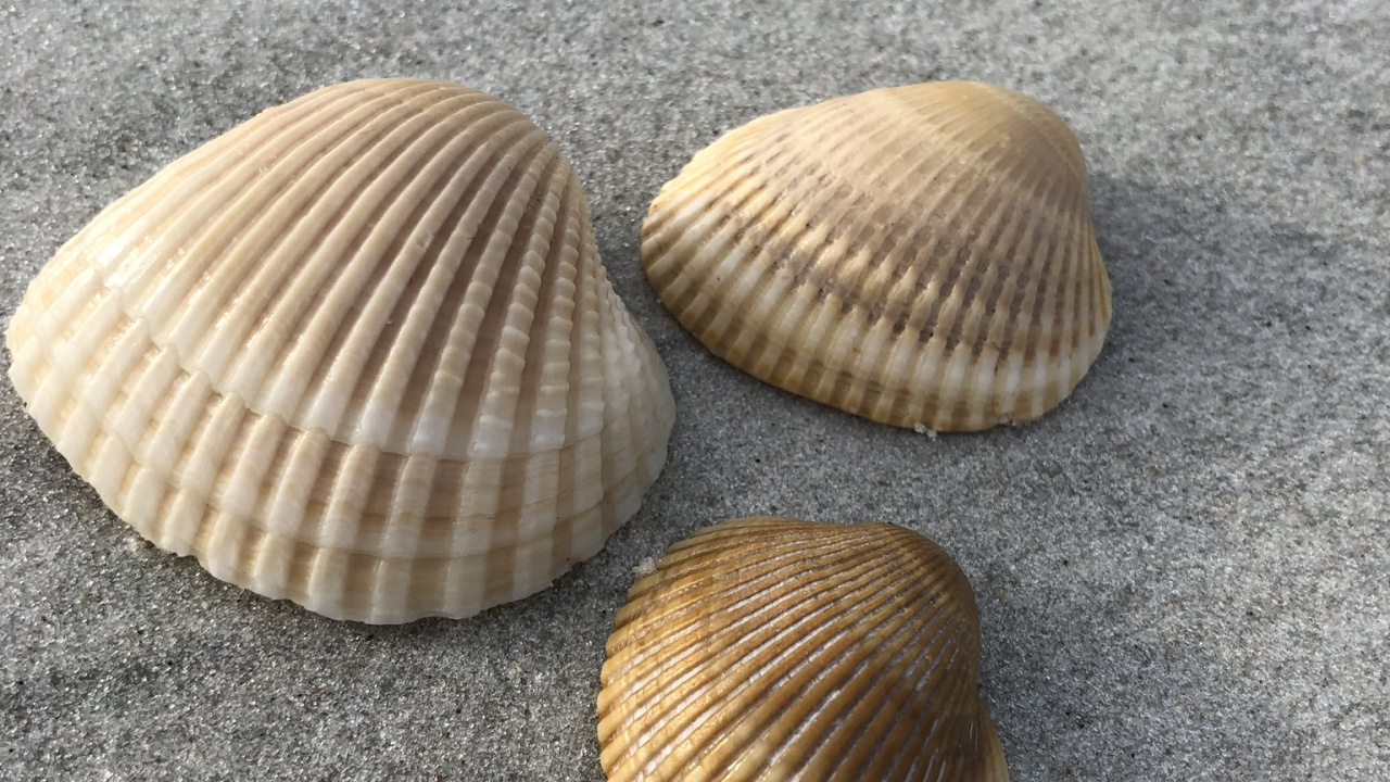 Clam, Seashell, Bivalve, Natural Material, Shell. Wallpaper in 1280x720 Resolution