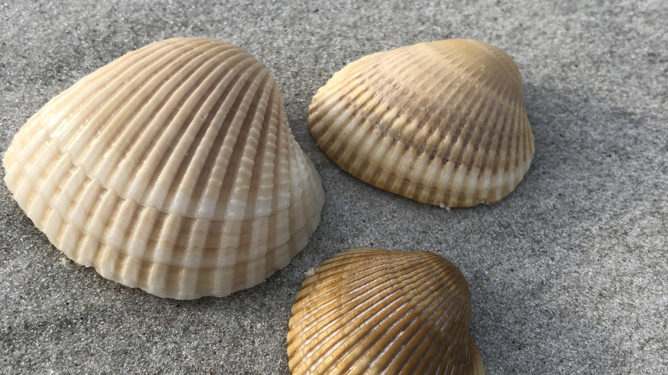 Clam, Seashell, Bivalve, Natural Material, Shell. Wallpaper in 1366x768 Resolution