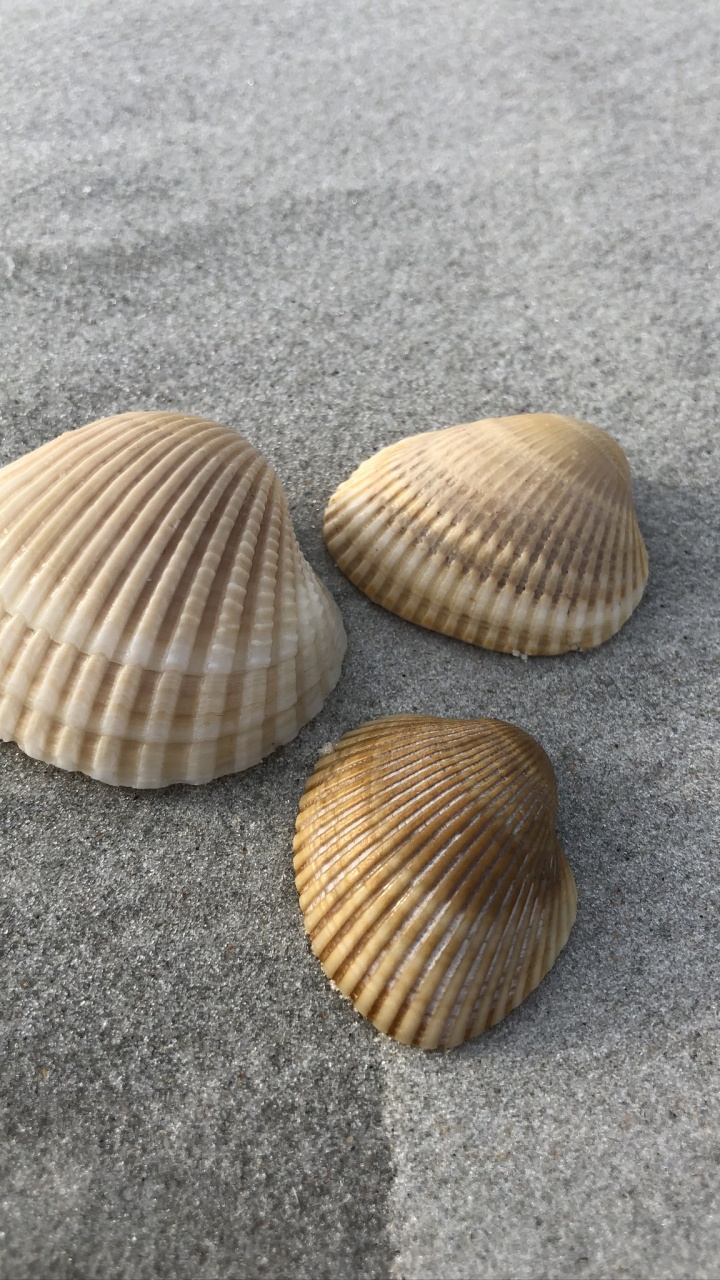 Clam, Seashell, Bivalve, Natural Material, Shell. Wallpaper in 720x1280 Resolution