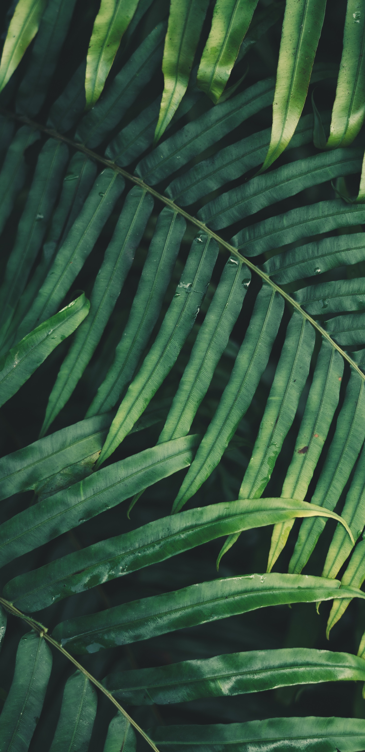 Feuille, Palmier, Fougère, Végétation, Plante Terrestre. Wallpaper in 1440x2960 Resolution